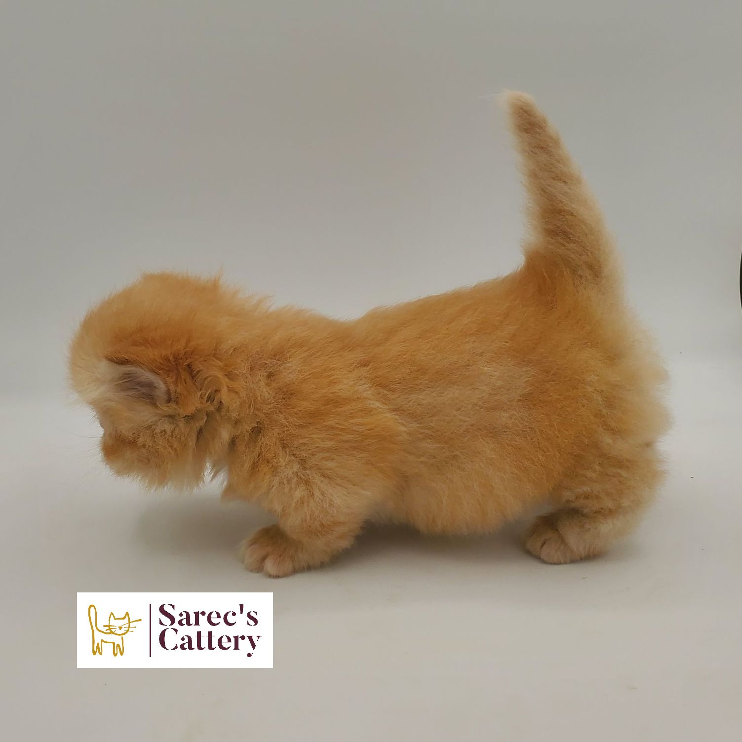 male red Minuet munchkin Persian kitten walking