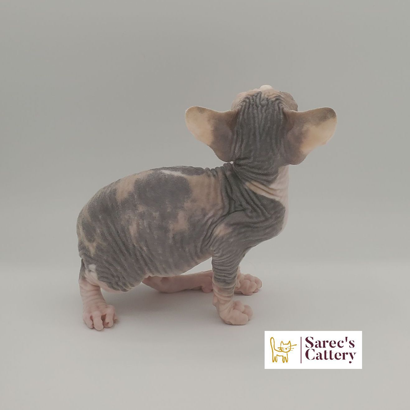 dilute calico female Sphynx kitten looking back