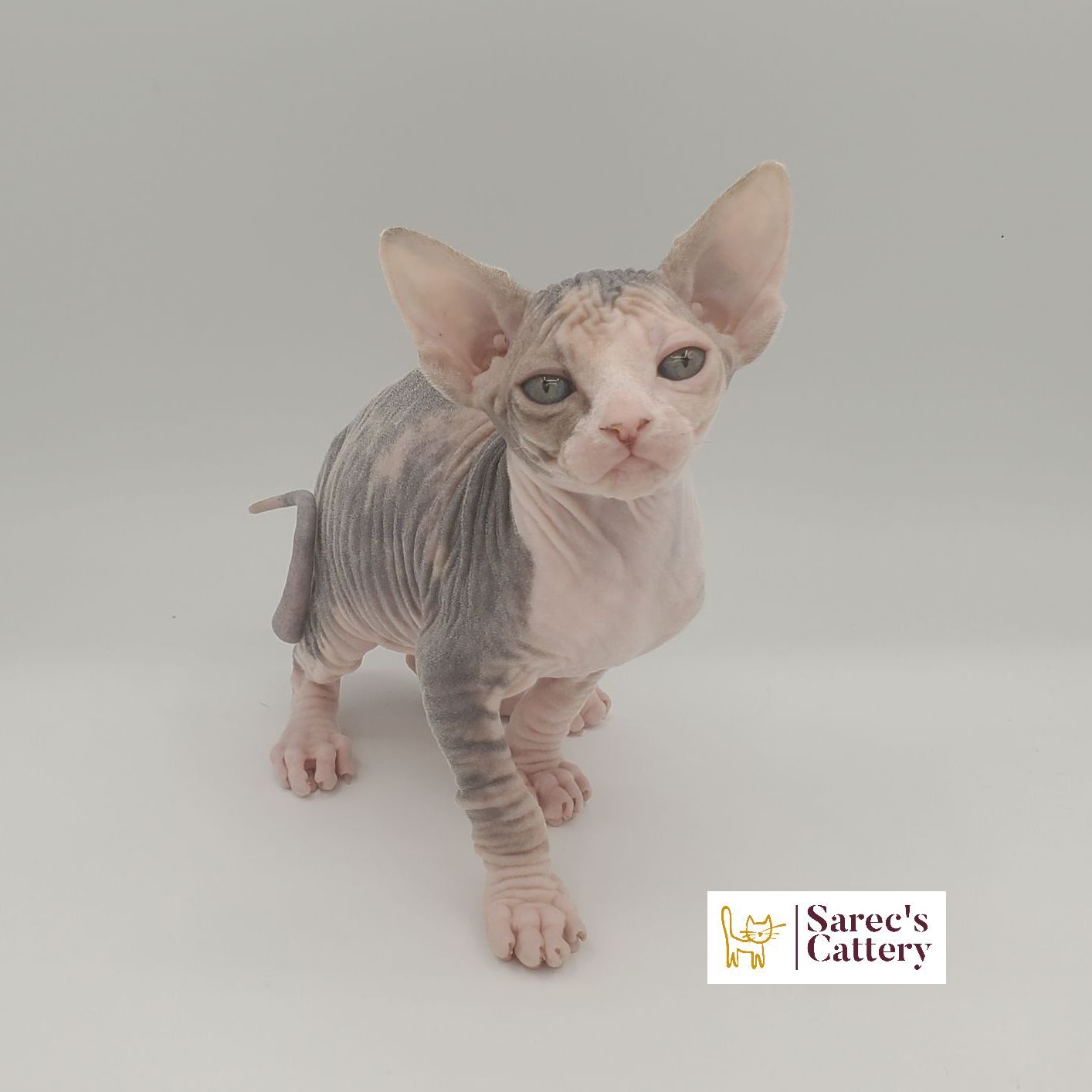 dilute calico female Sphynx kitten looking forward with leg out