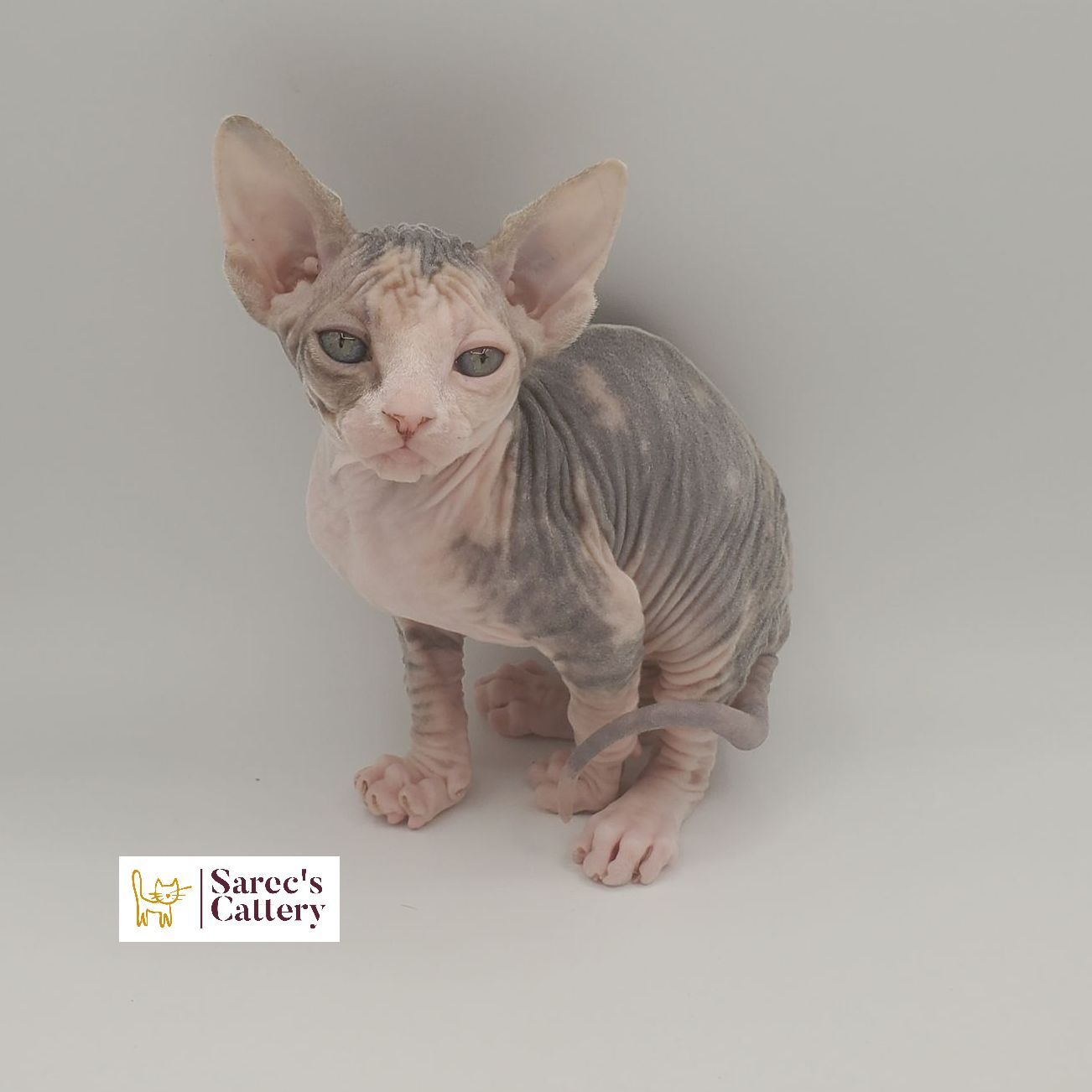 dilute calico female Sphynx kitten looking forward sitting