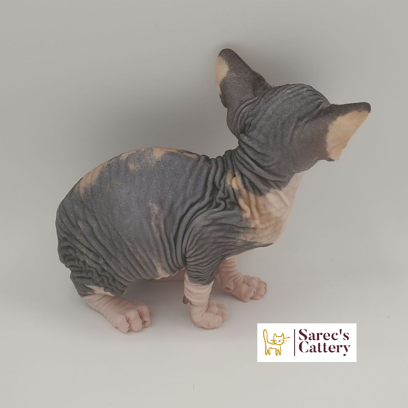 dilute minskin calico female Sphynx kitten standing looking forward
