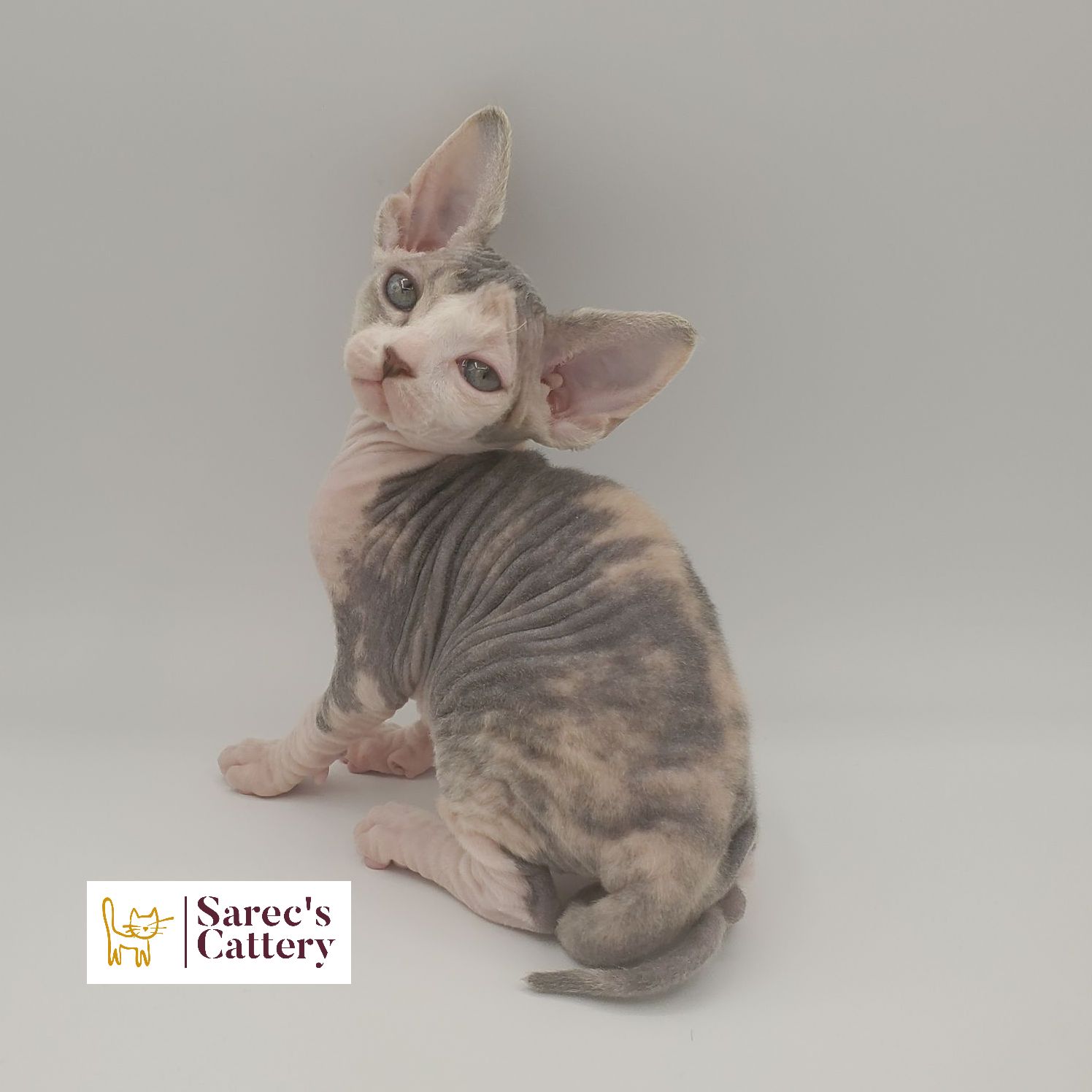 dilute minskin calico female Sphynx kitten sitting looking back