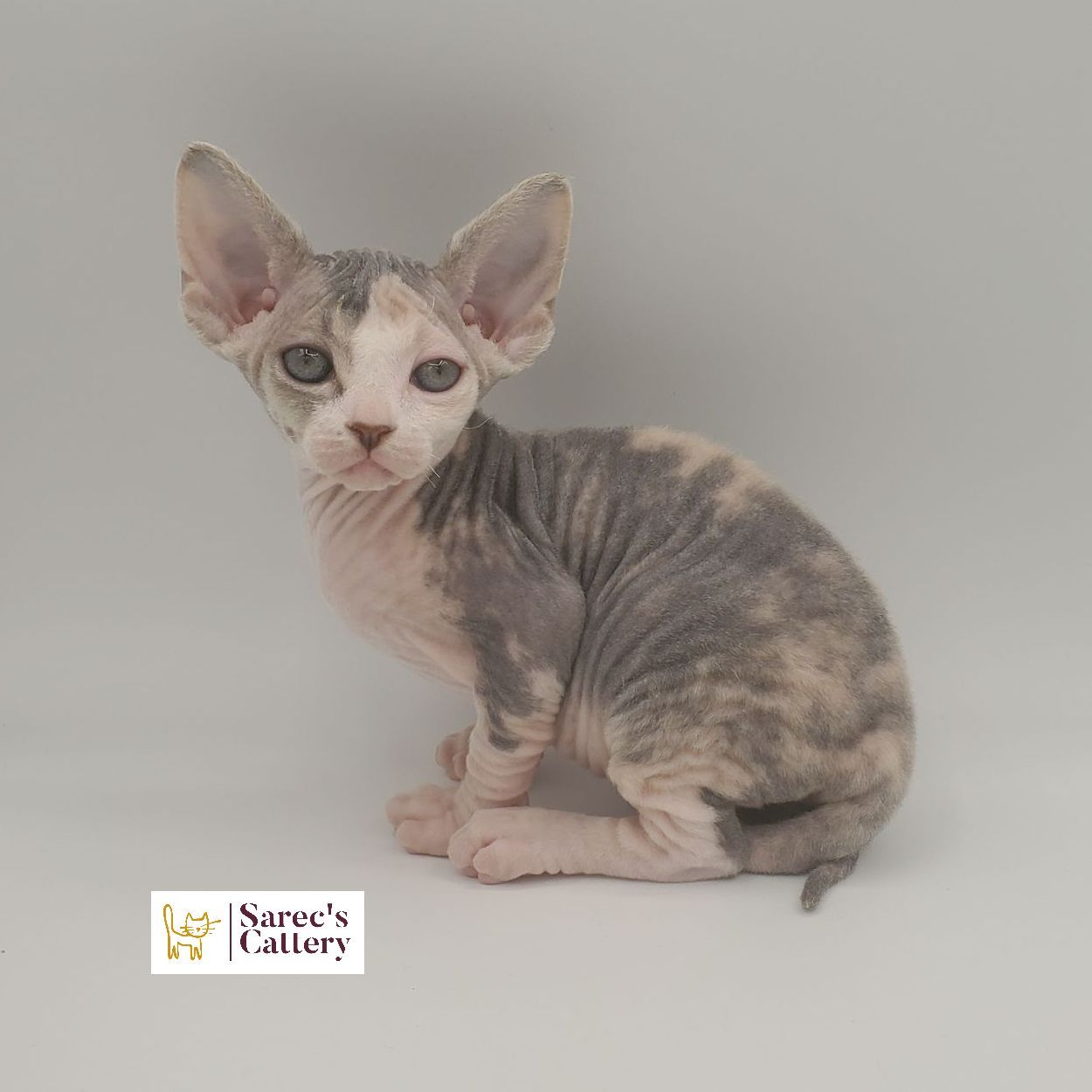 dilute minskin calico female Sphynx kitten sitting looking forward
