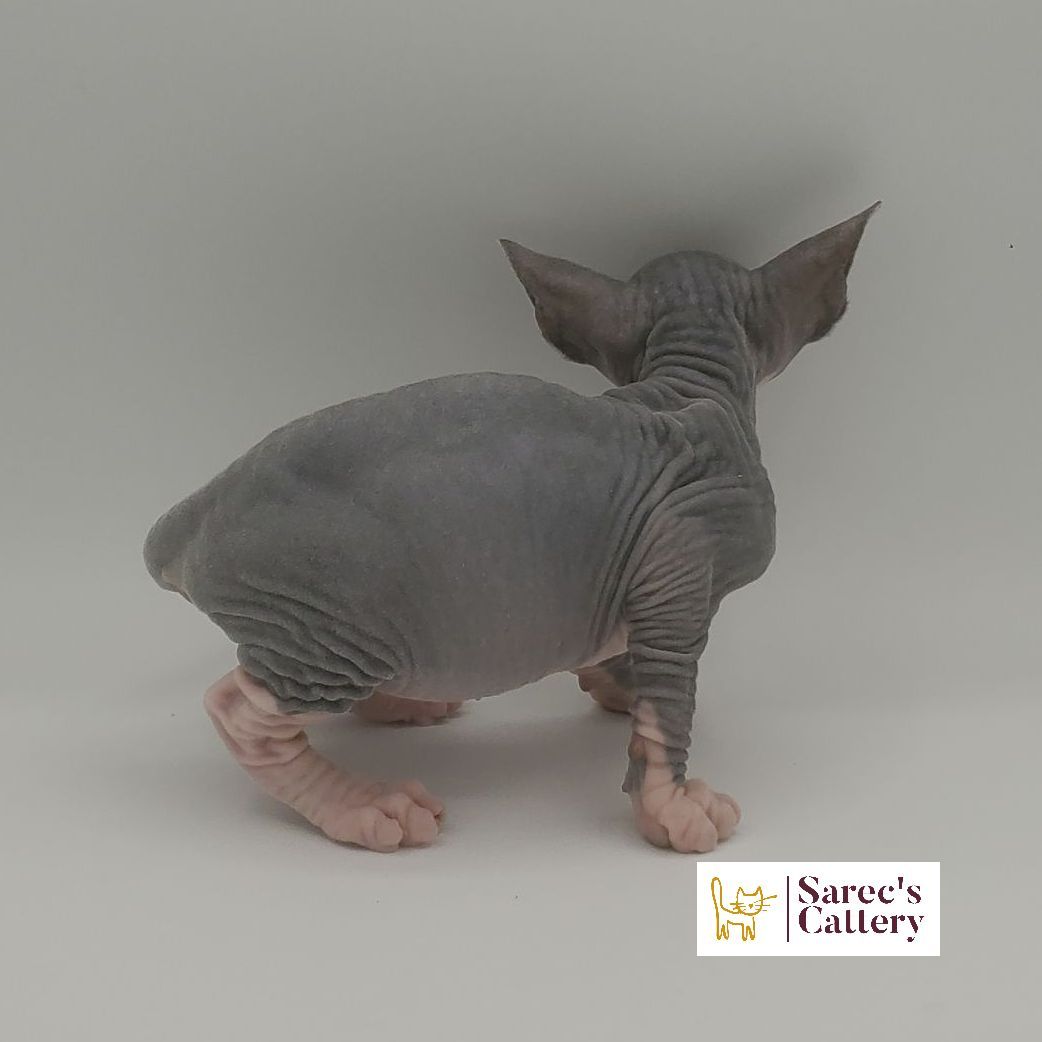 bi-color tuxedo female Sphynx kitten standing from the back