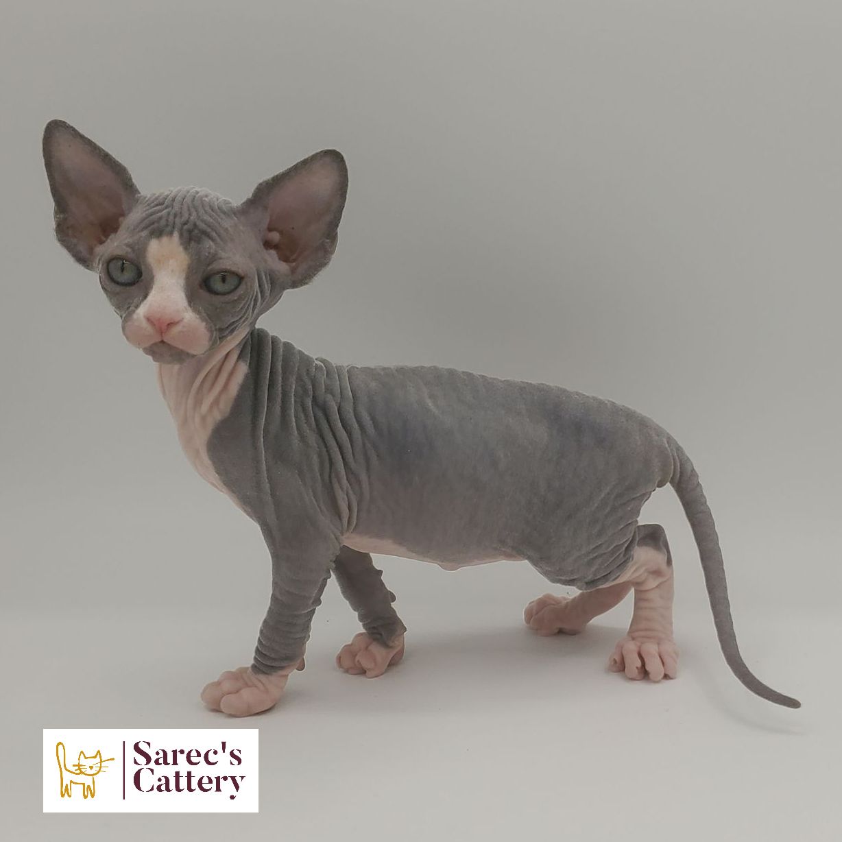 bi-color tuxedo female Sphynx kitten standing