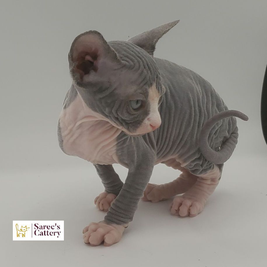 bi-color tuxedo female Sphynx kitten with curled tail