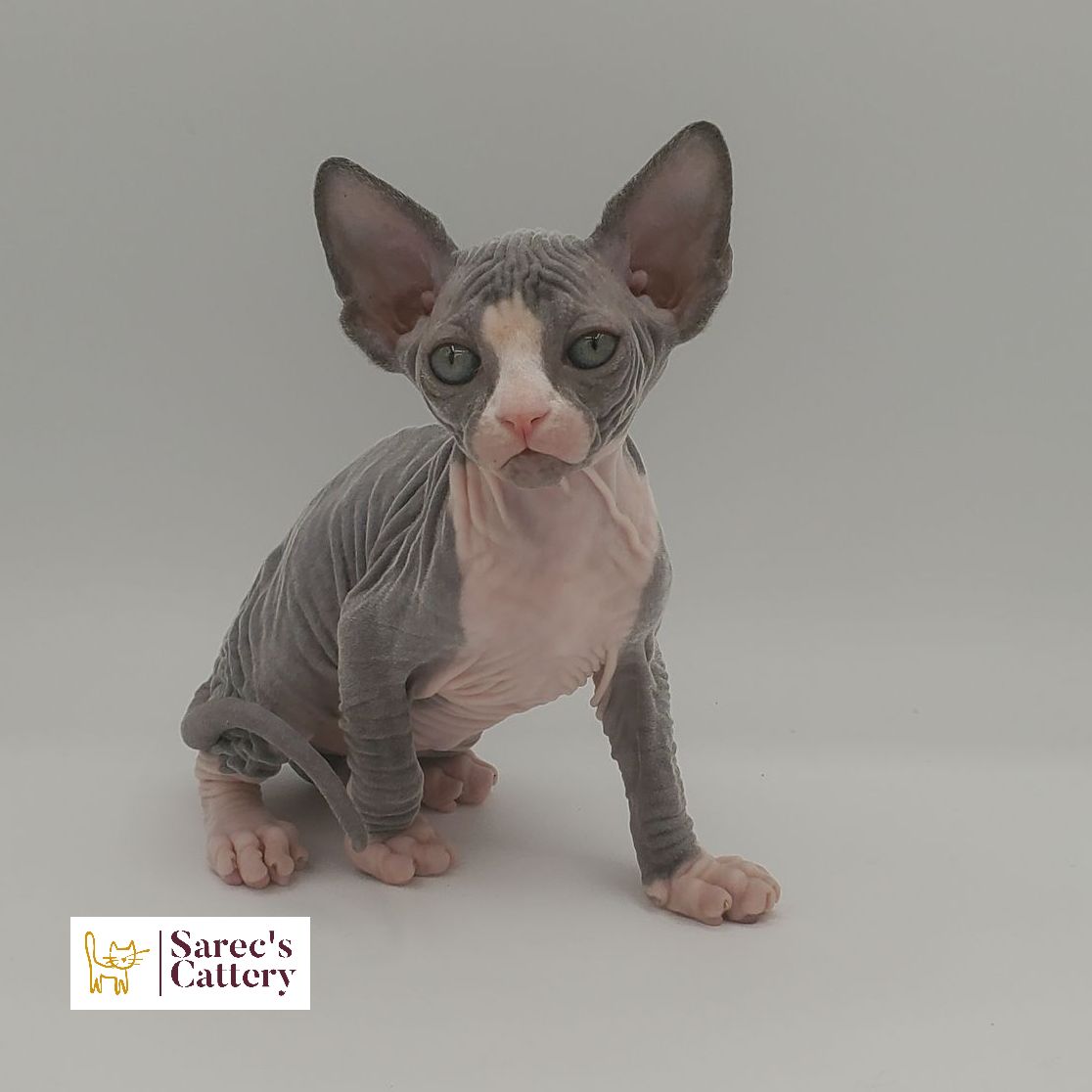bi-color tuxedo female Sphynx kitten sitting looking forward with leg out