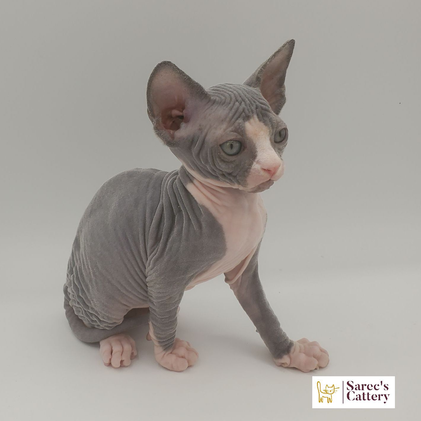 bi-color tuxedo female Sphynx kitten sitting looking to the side with leg out