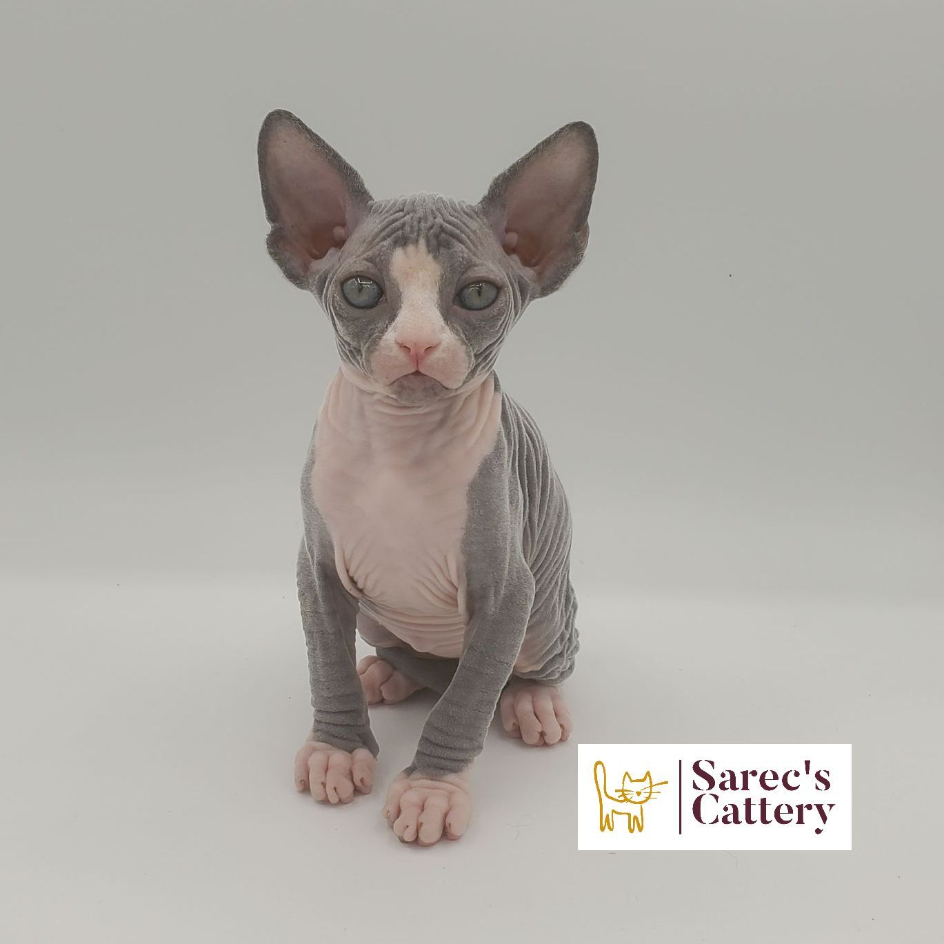 bi-color tuxedo female Sphynx kitten sitting looking forward