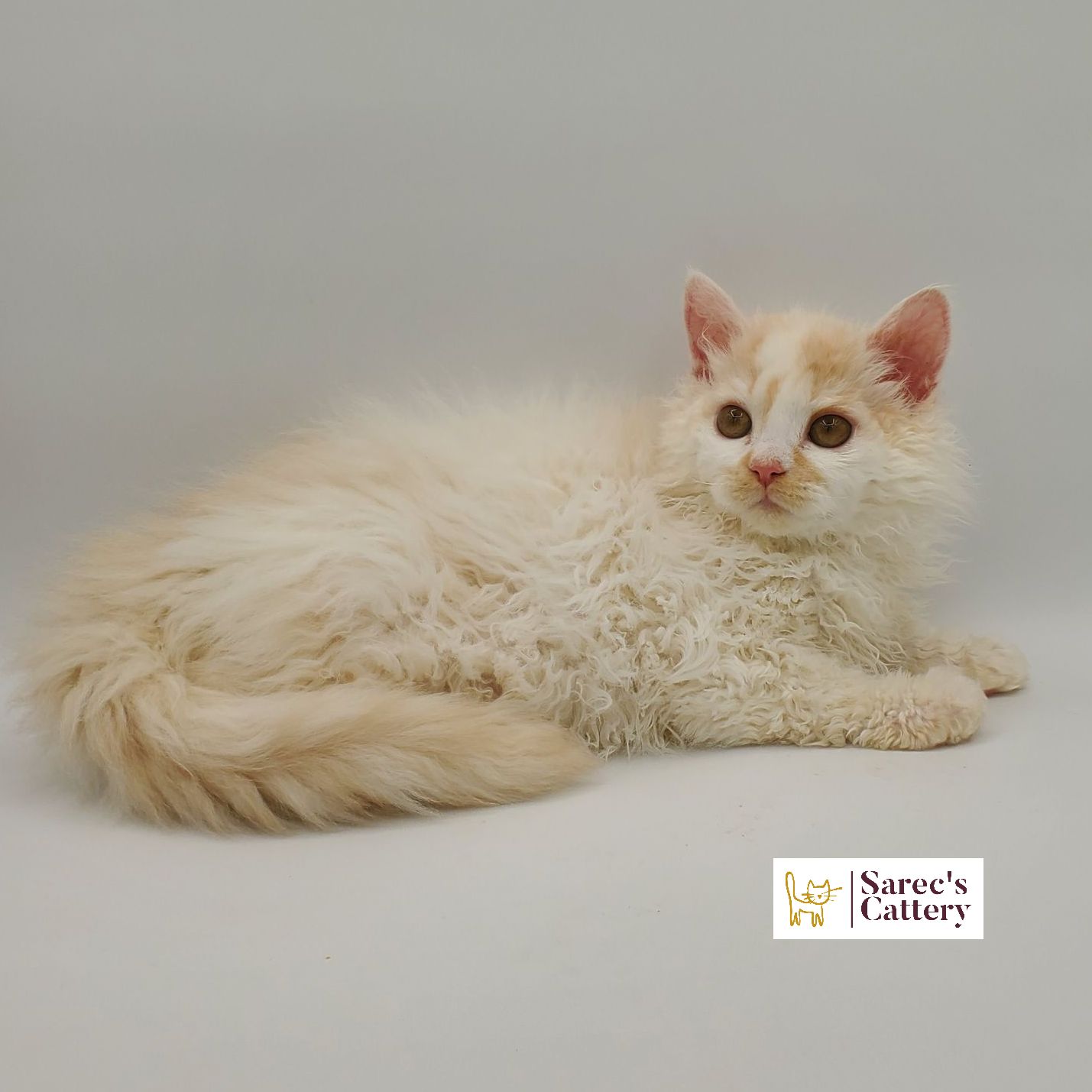 Selkirk Rex kitten cream color