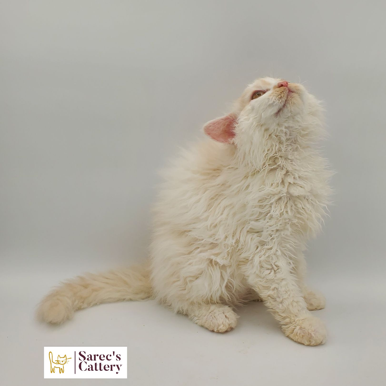 dilute minskin calico female Sphynx kitten sitting looking to the side