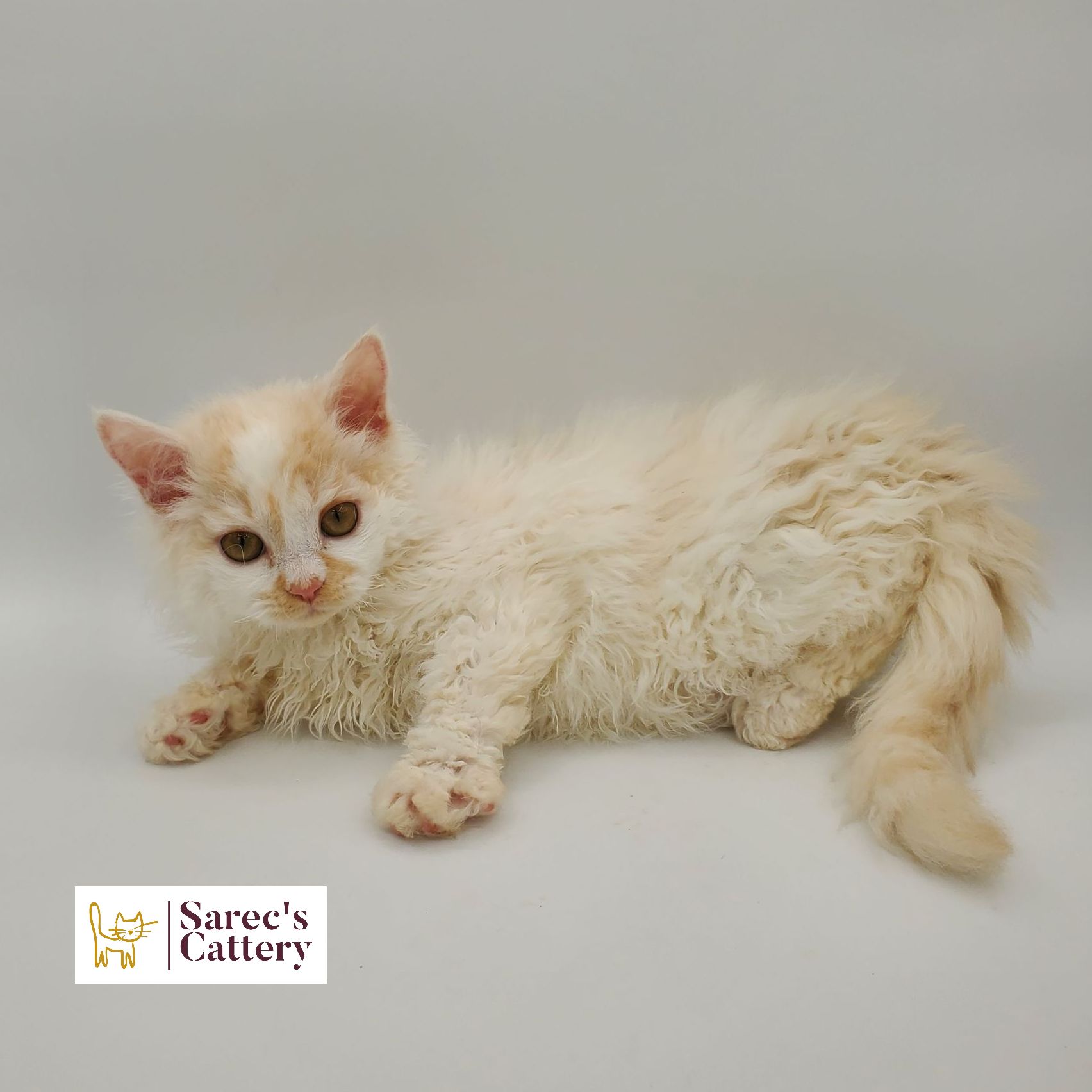 dilute minskin calico female Sphynx kitten sitting looking back