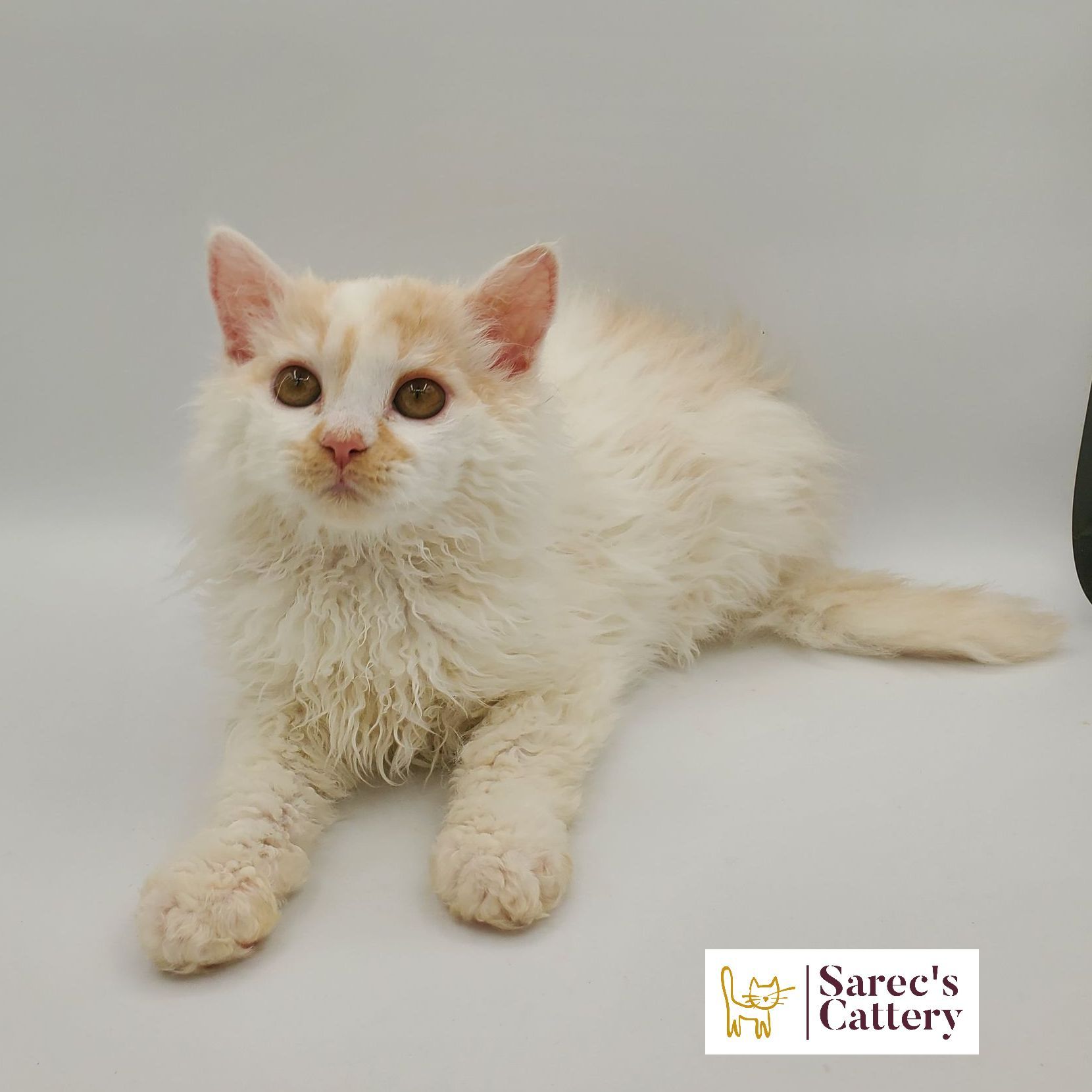 dilute minskin calico female Sphynx kitten standing looking forward