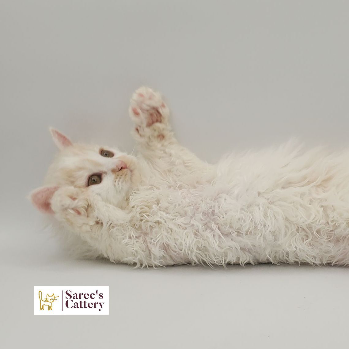 dilute minskin calico female Sphynx kitten sitting with leg tucked back