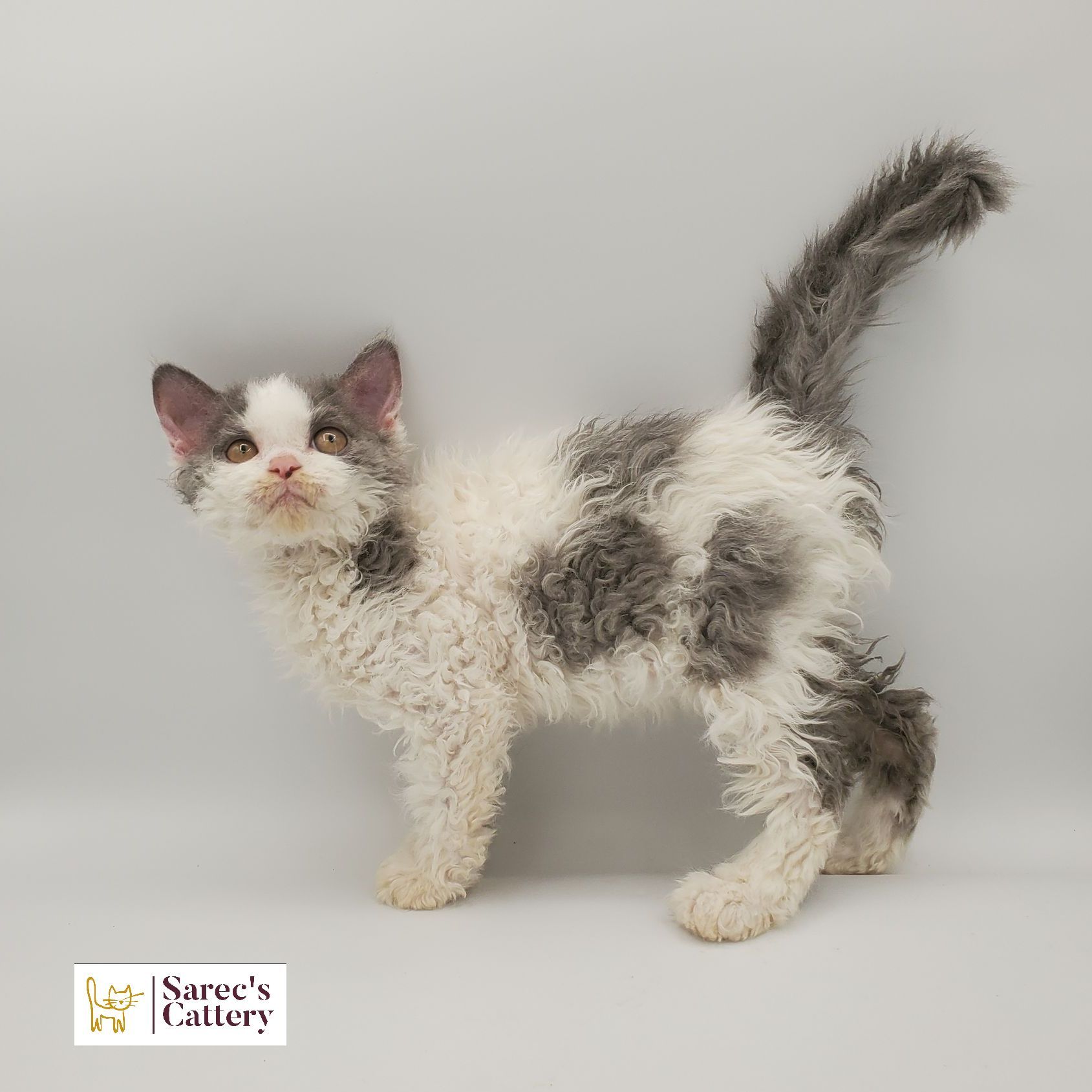 dilute calico female Sphynx kitten looking back