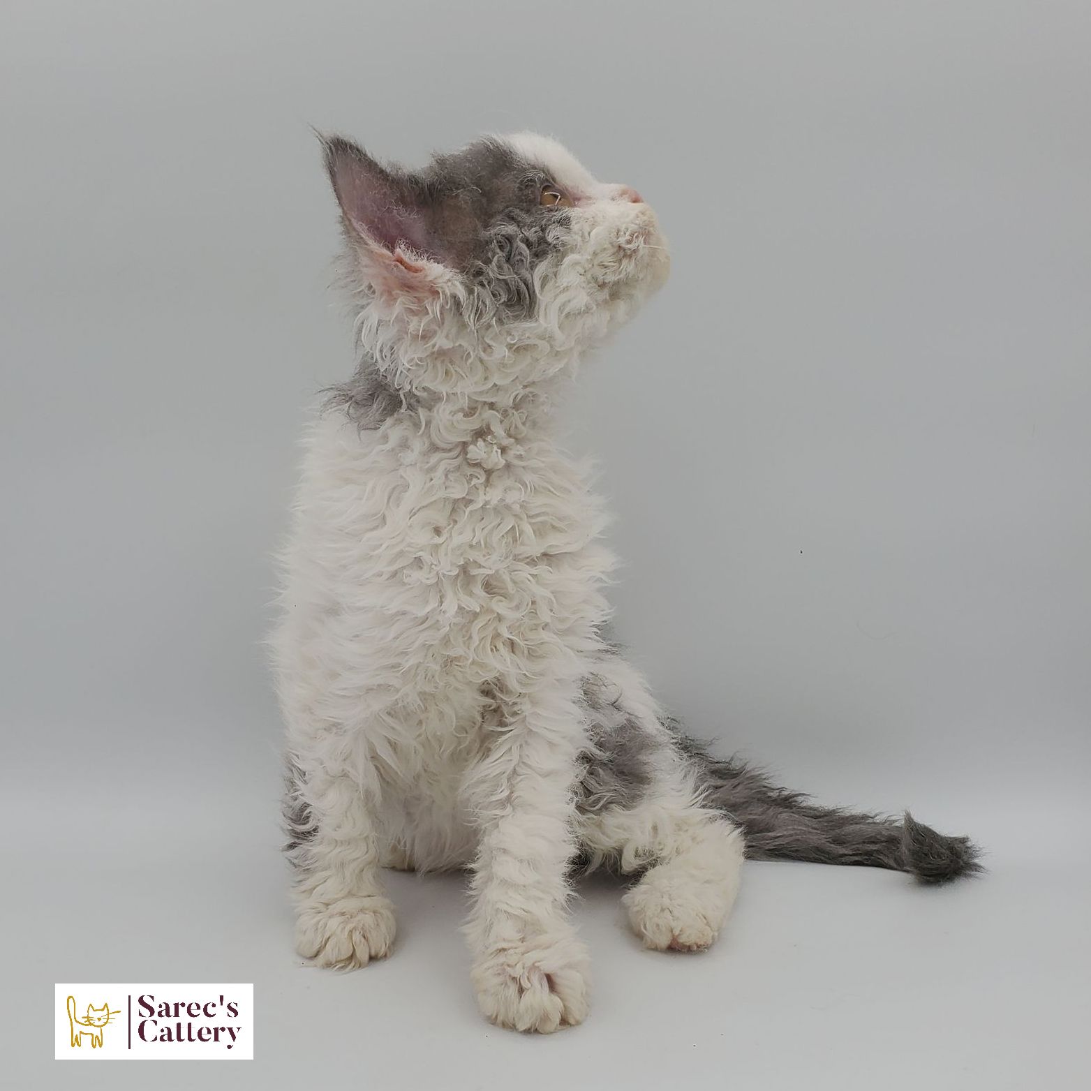 dilute calico female Sphynx kitten standing back legs low