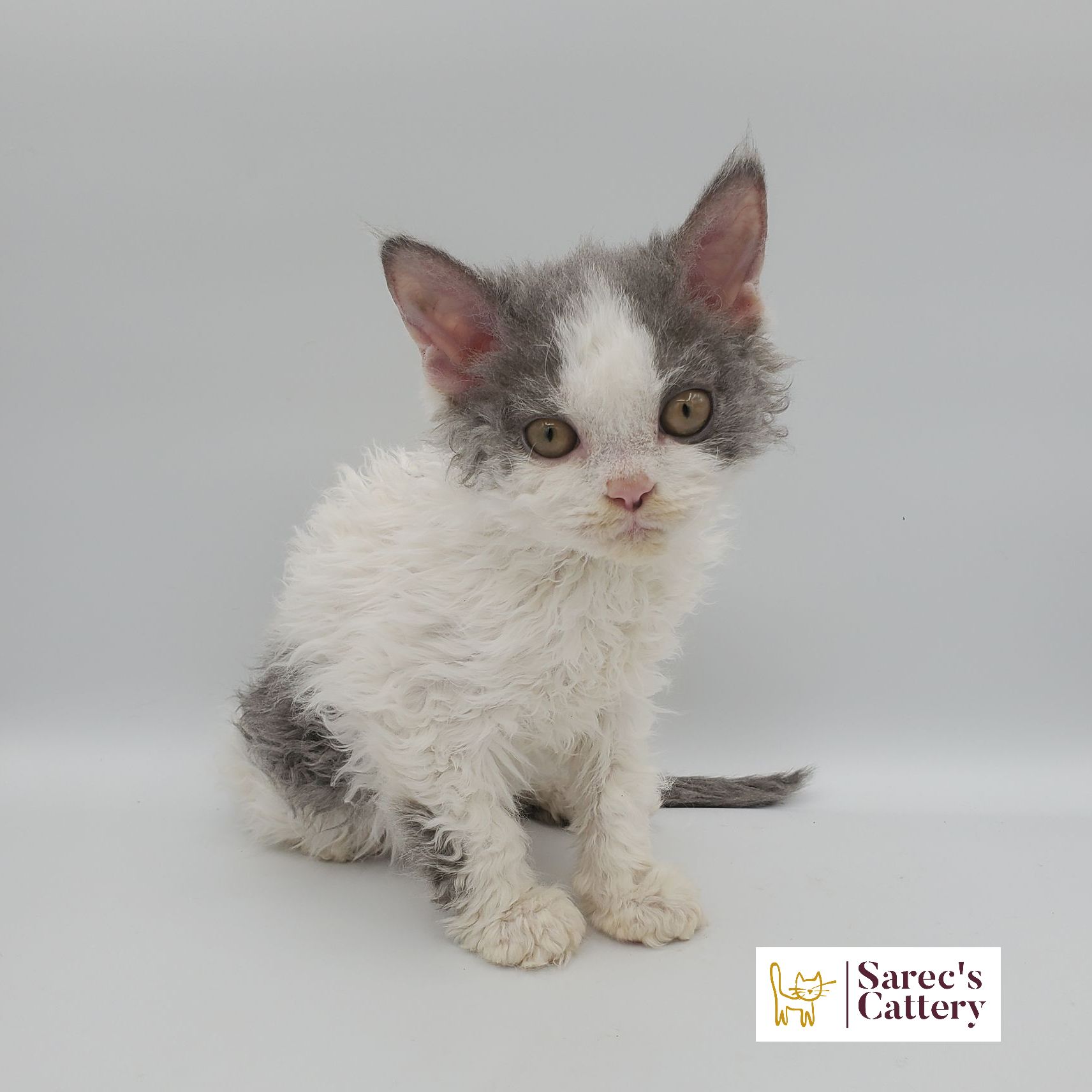 dilute calico female Sphynx kitten looking forward sitting