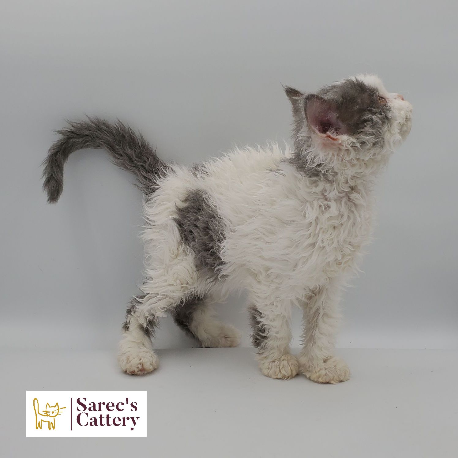 dilute calico female Sphynx kitten looking forward with leg out