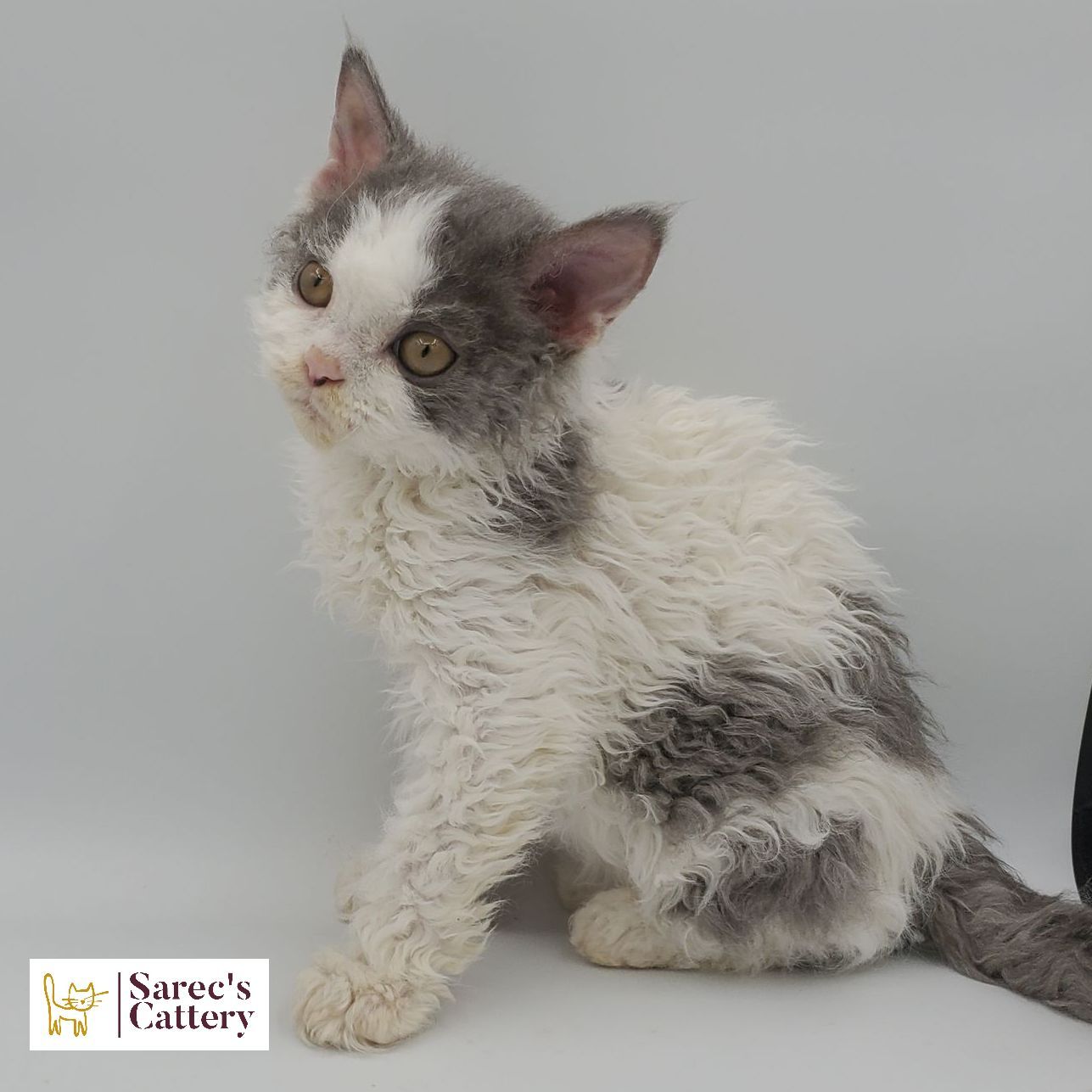 Selkirk Rex kitten