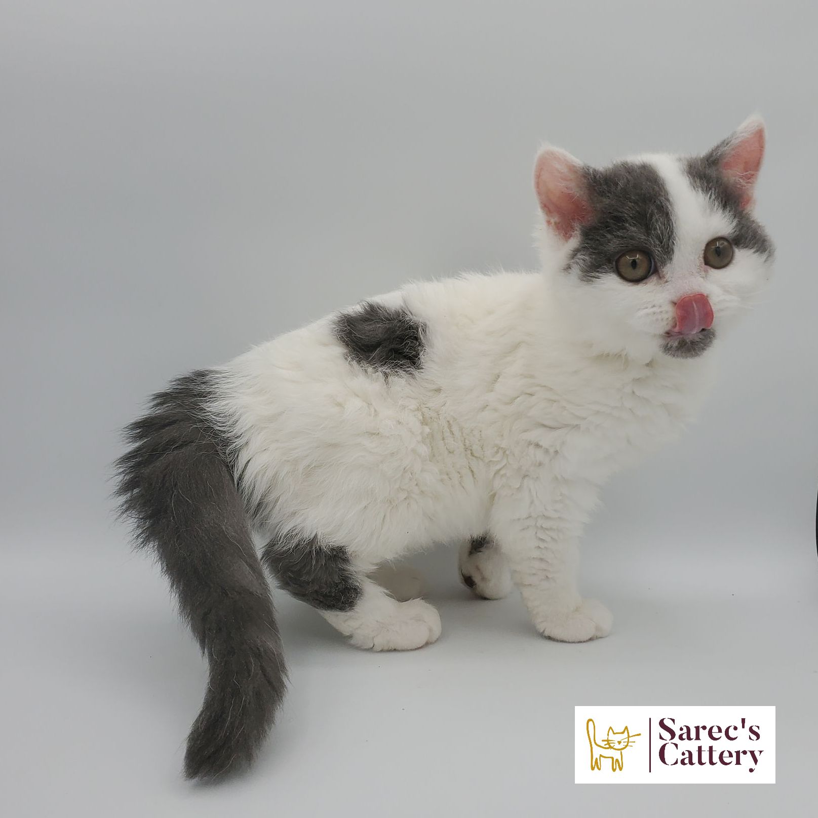 Selkirk Rex kitten gray and white