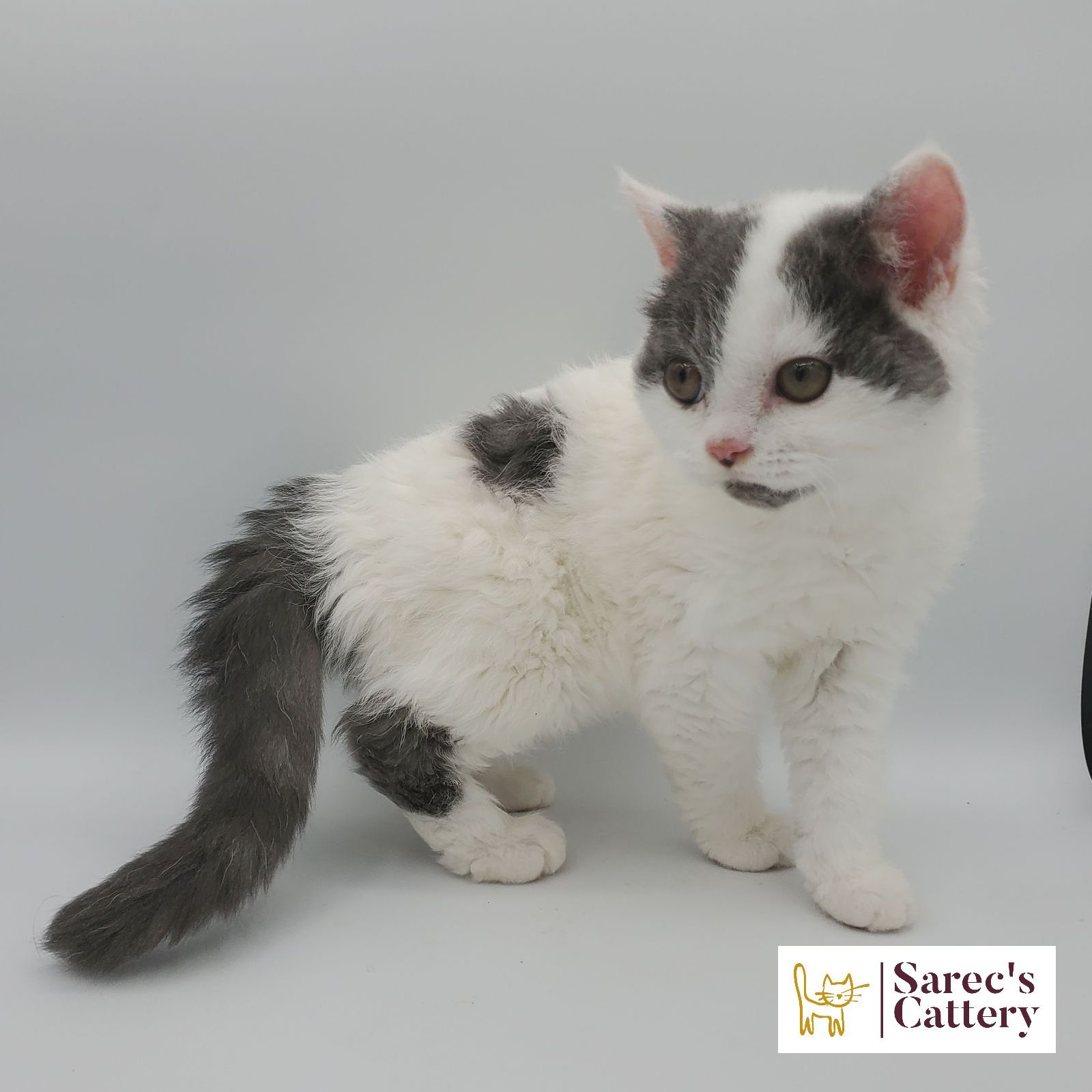 dilute minskin calico female Sphynx kitten sitting looking to the side