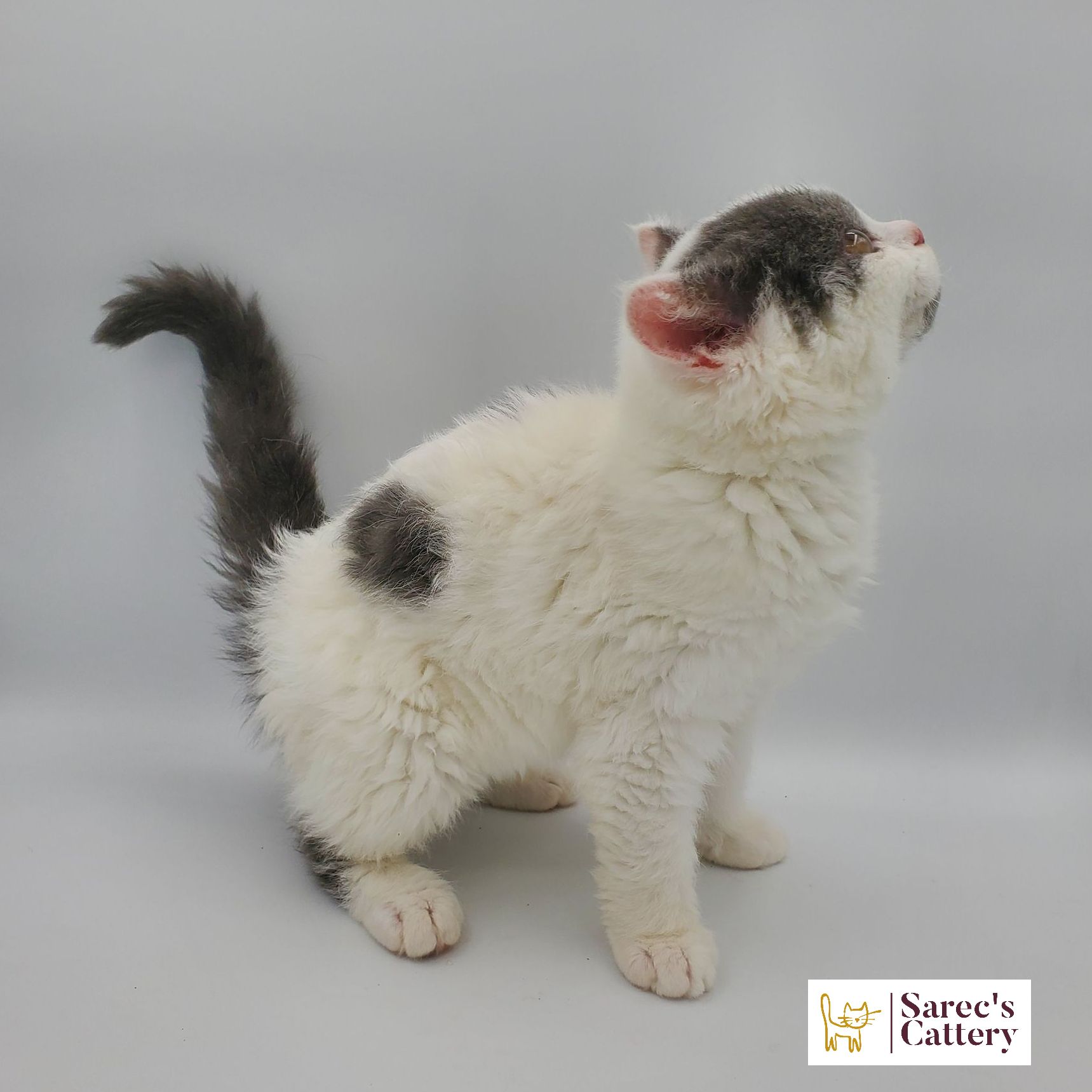 dilute minskin calico female Sphynx kitten sitting with leg tucked back
