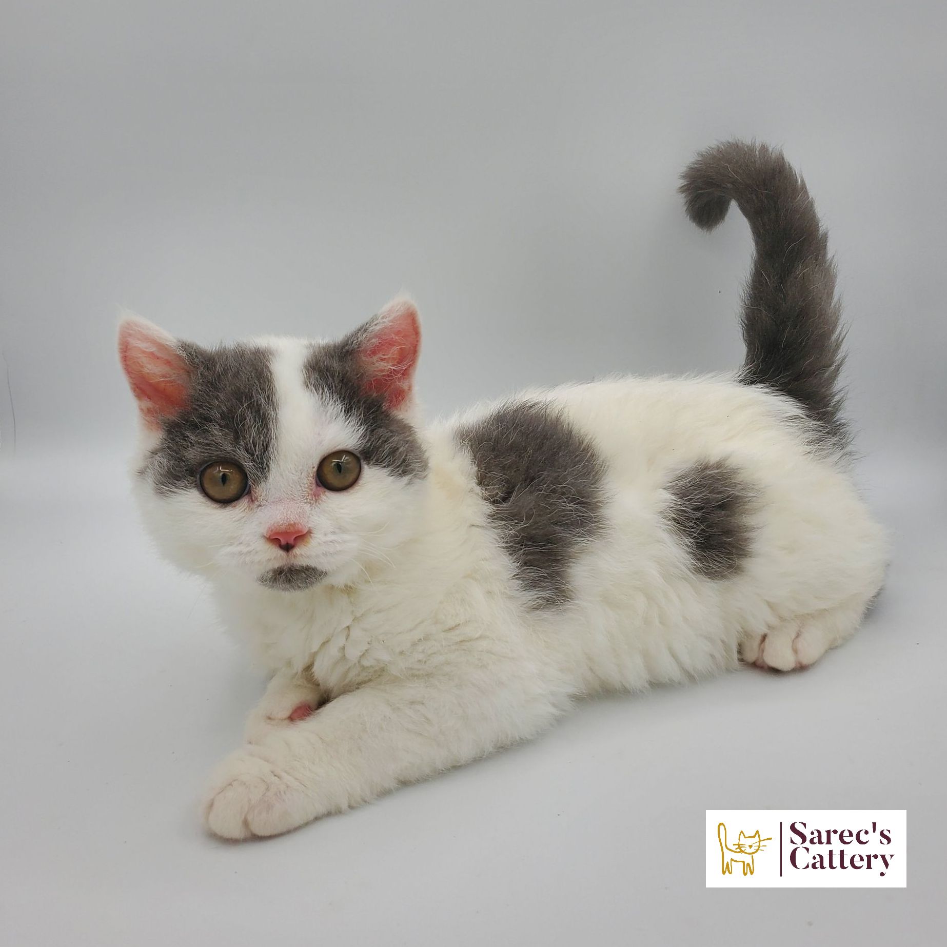 dilute minskin calico female Sphynx kitten standing looking forward