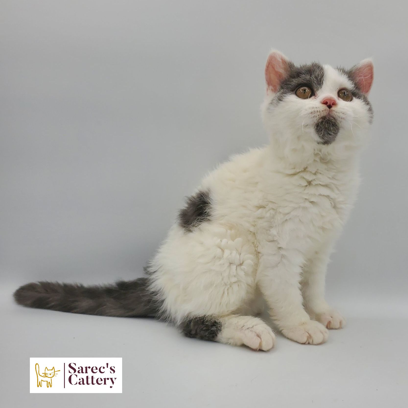 dilute minskin calico female Sphynx kitten sitting looking forward