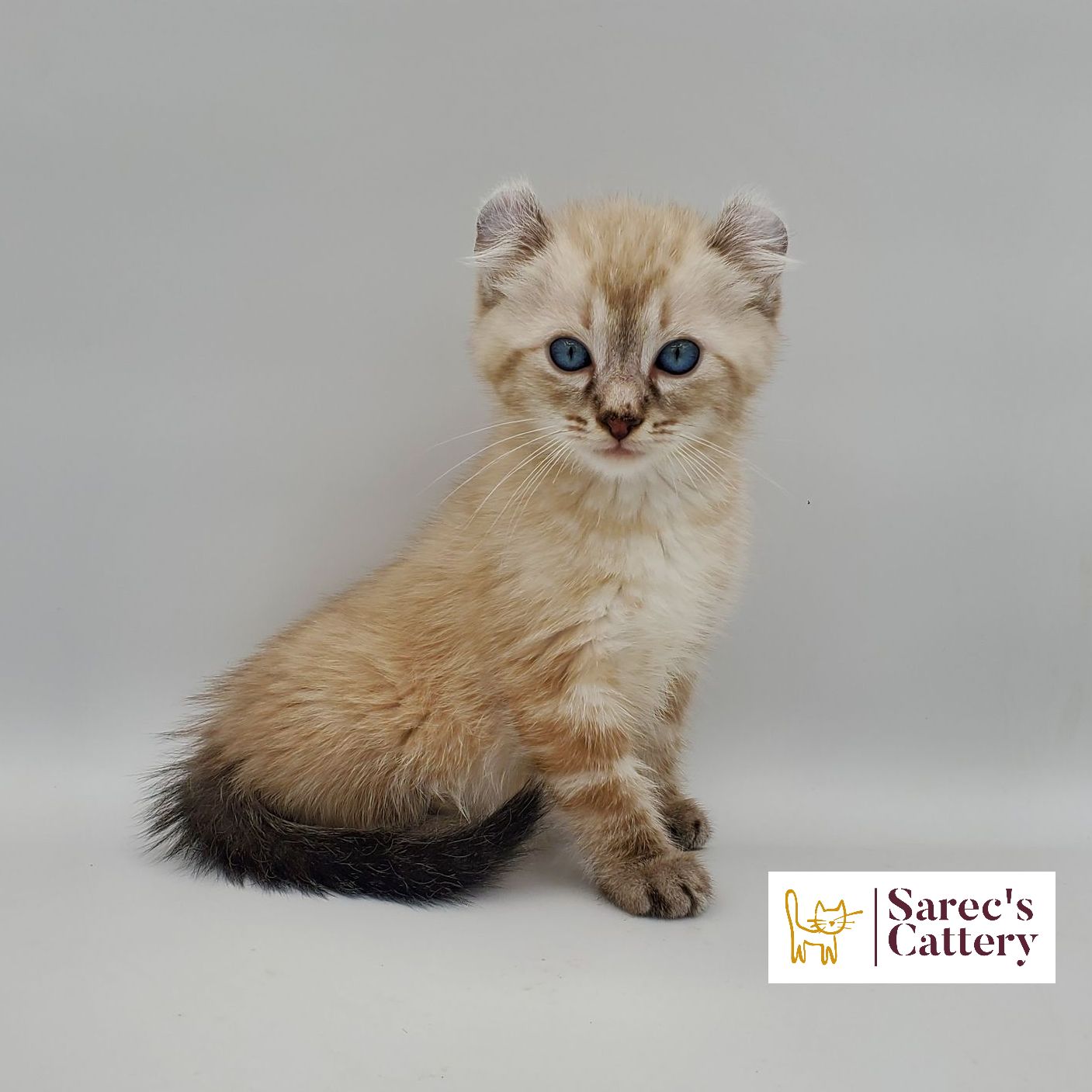 American Curl kitten sitting with blue eyes