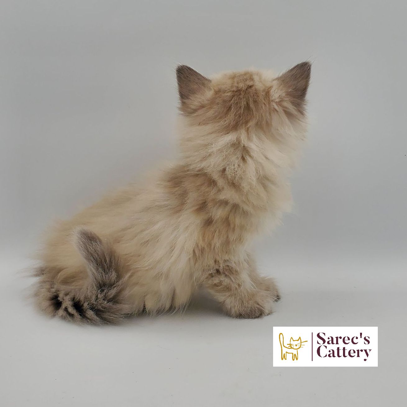 dilute minskin calico female Sphynx kitten sitting viewed from the back