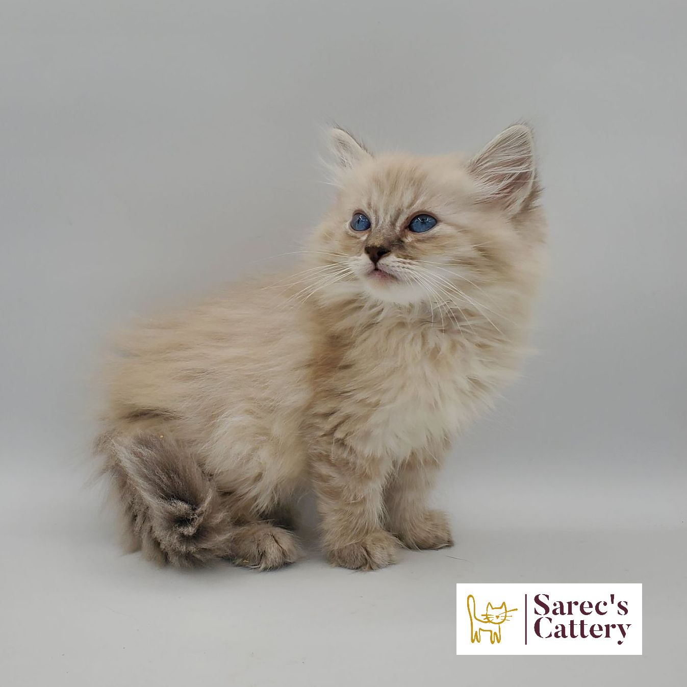 dilute minskin calico female Sphynx kitten sitting looking to the side