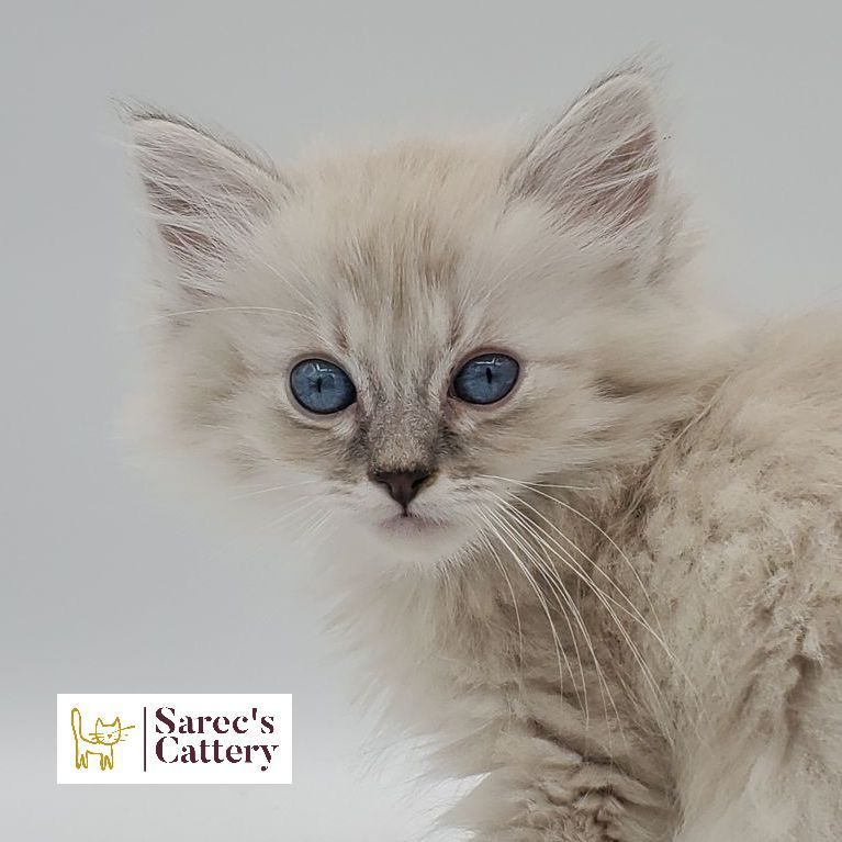 dilute minskin calico female Sphynx kitten sitting looking back