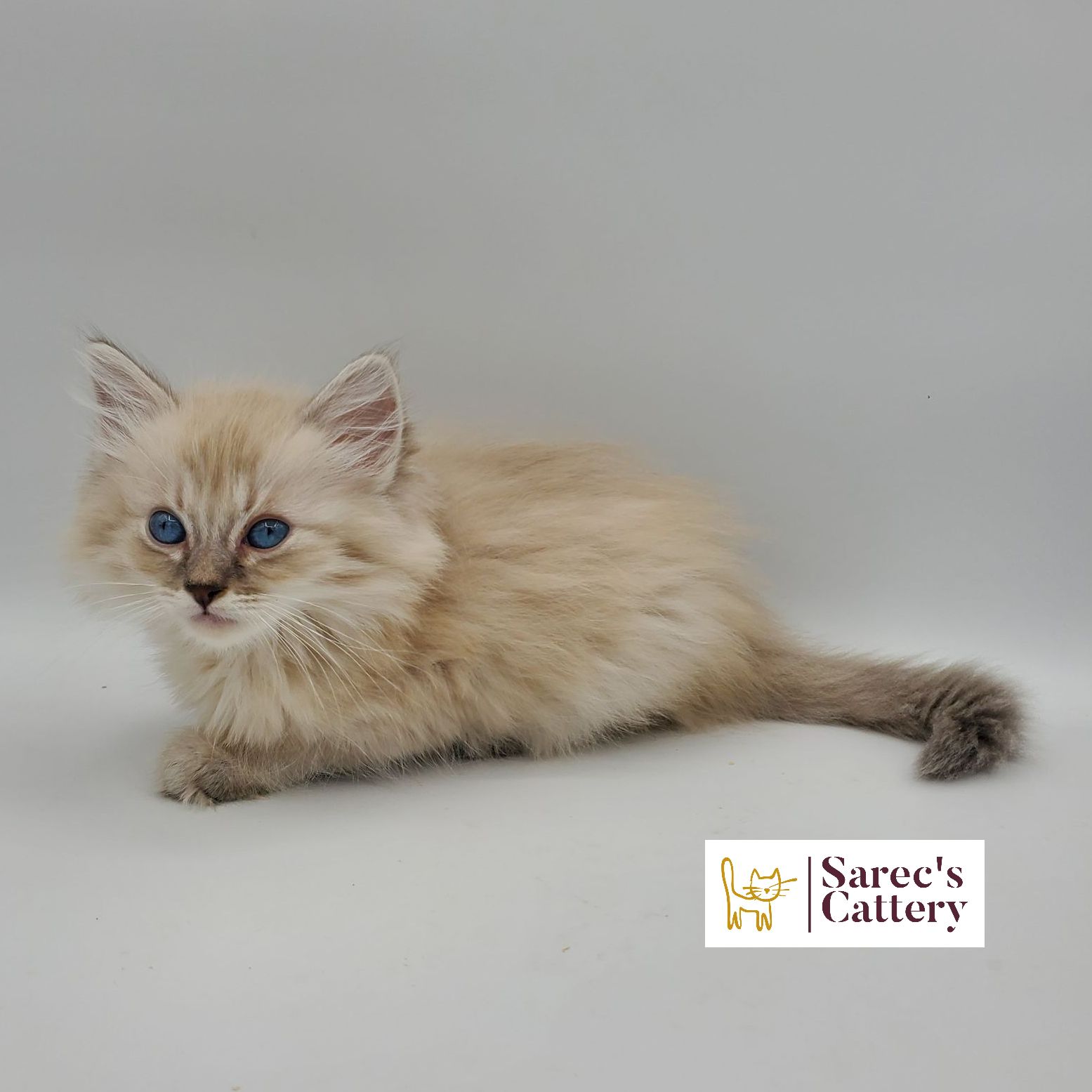 dilute minskin calico female Sphynx kitten sitting with leg tucked back