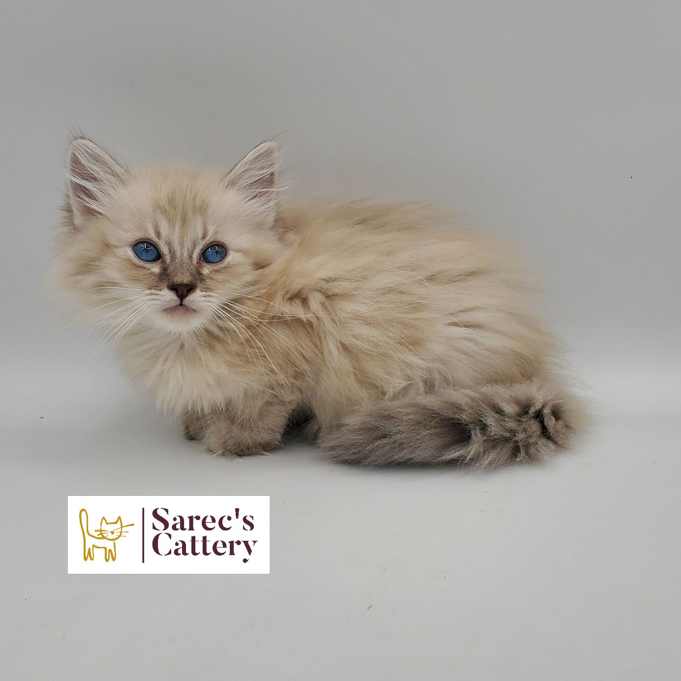 dilute minskin calico female Sphynx kitten sitting looking forward