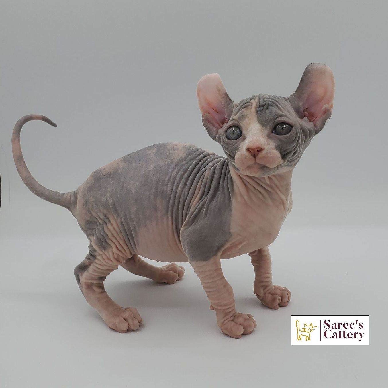 dilute calico female Sphynx kitten from the side crouching