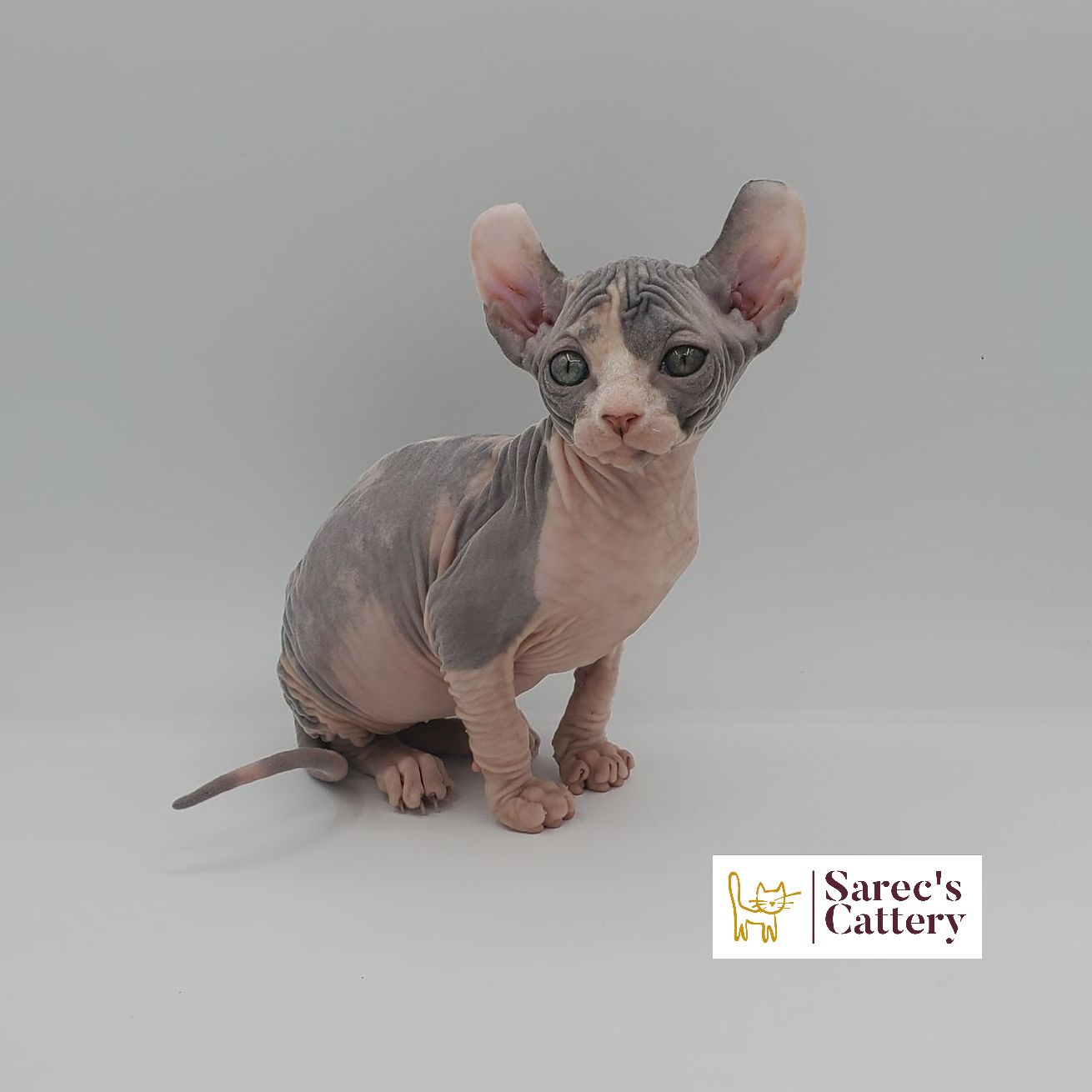 dilute calico female Sphynx kitten sitting