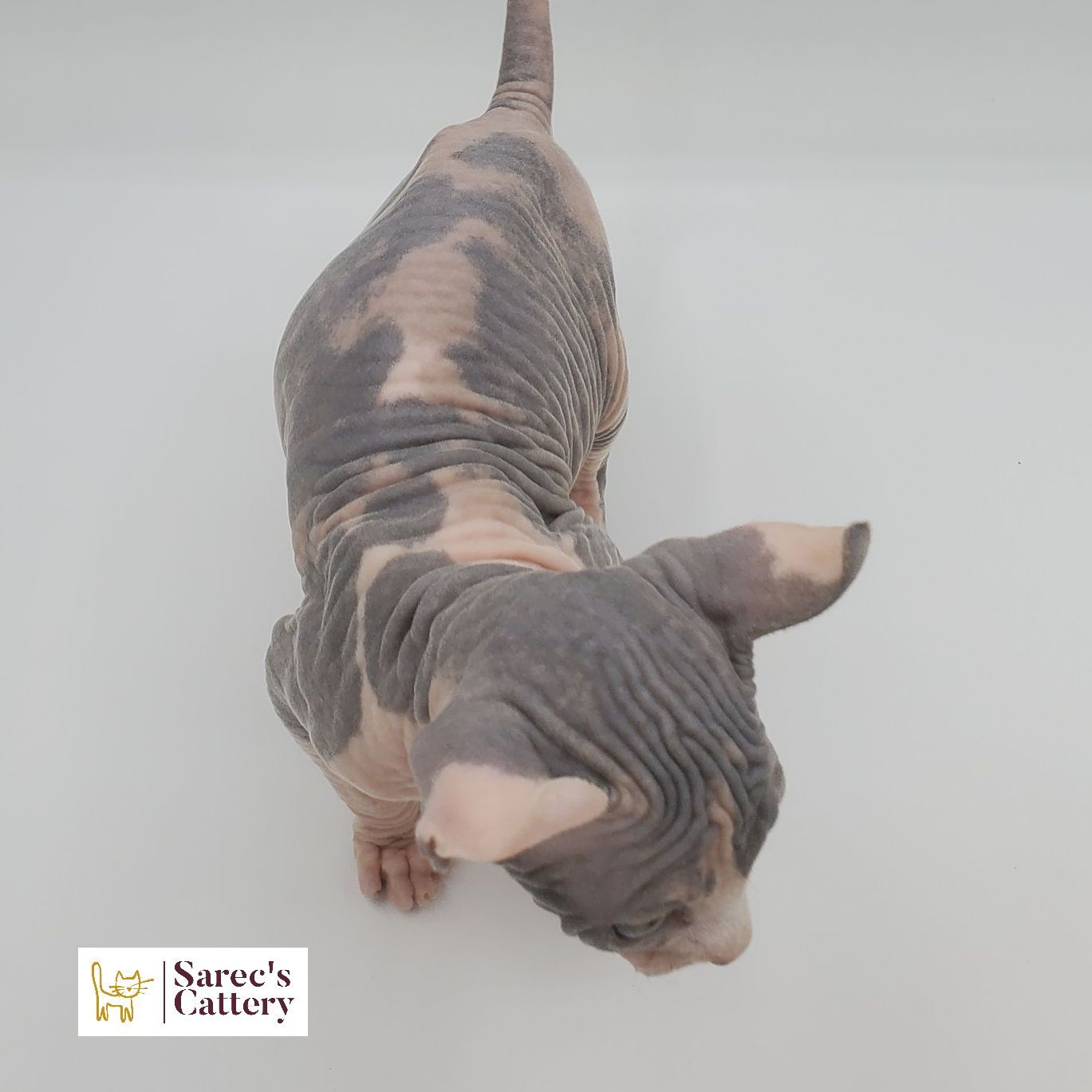 dilute calico female Sphynx kitten from the top