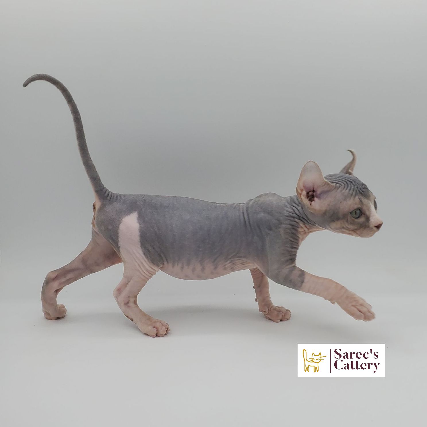 dilute bi-color female Sphynx kitten walking to the side