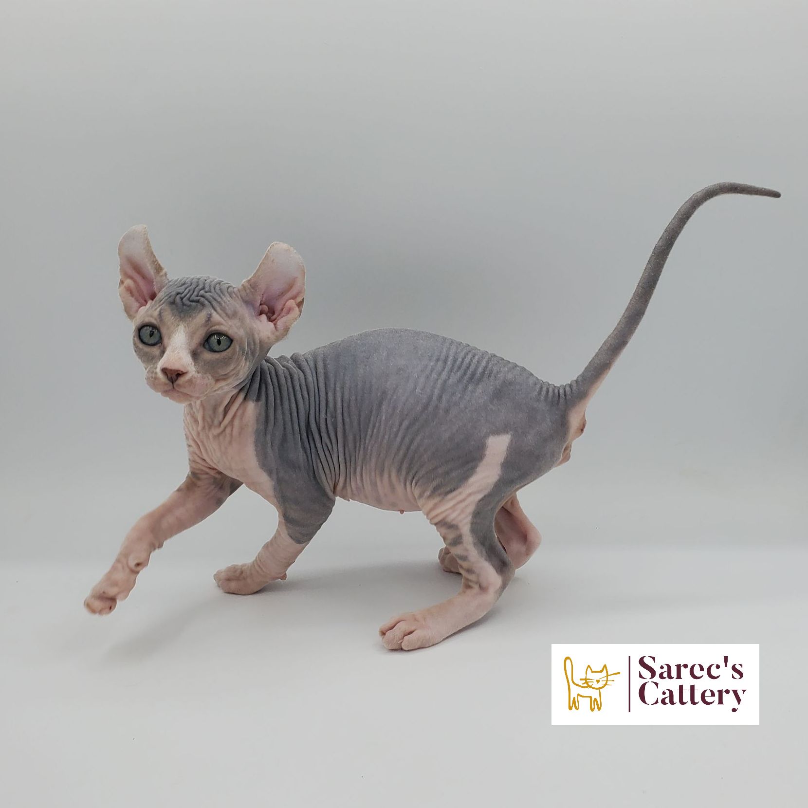 dilute bi-color female Sphynx kitten taking a step