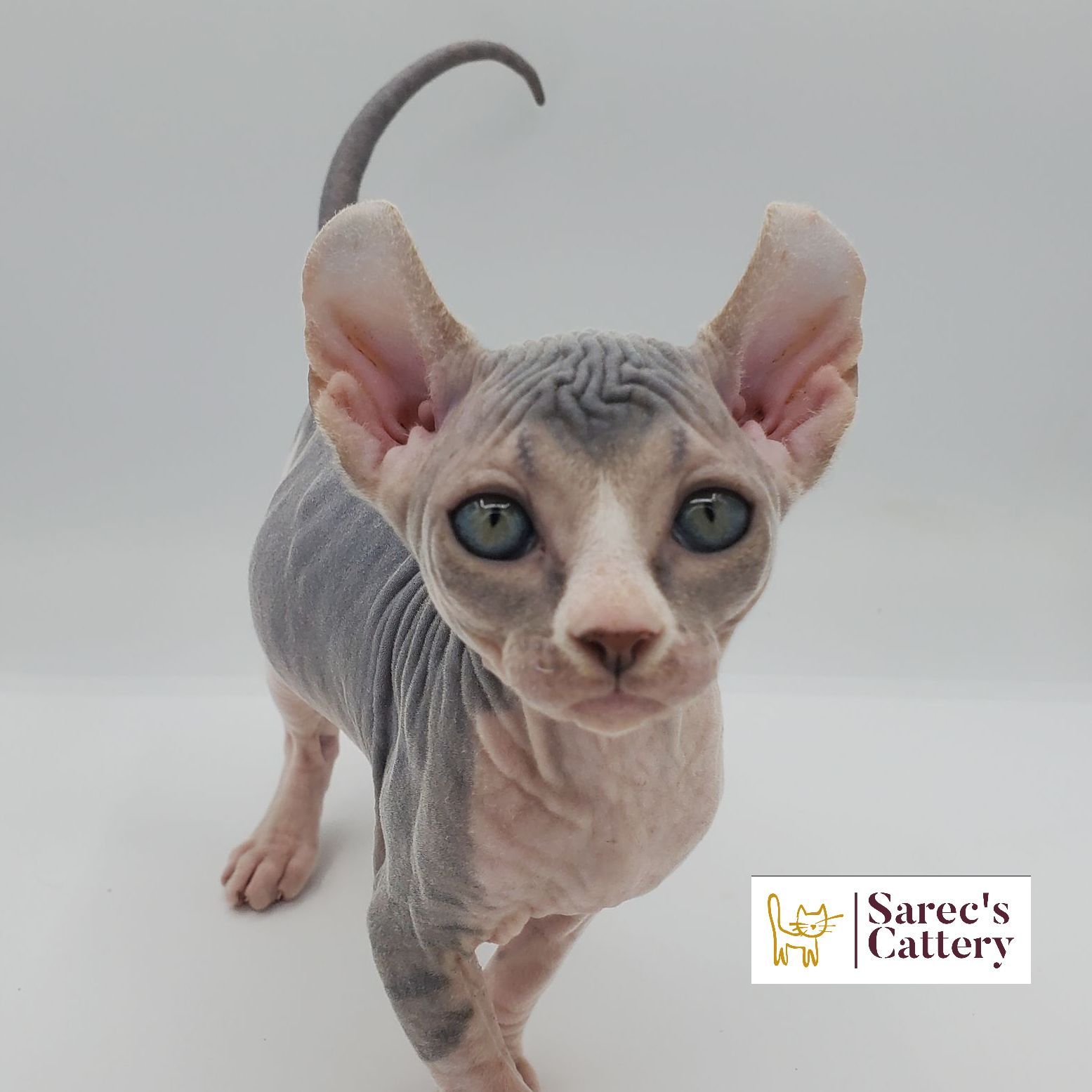 dilute bi-color female Sphynx kitten up close