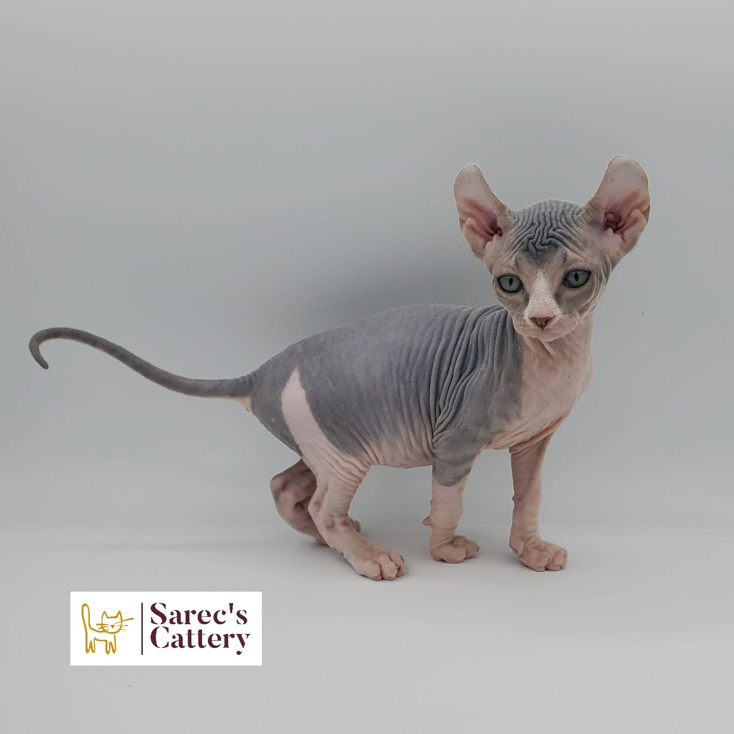 dilute bi-color female Sphynx kitten looking back