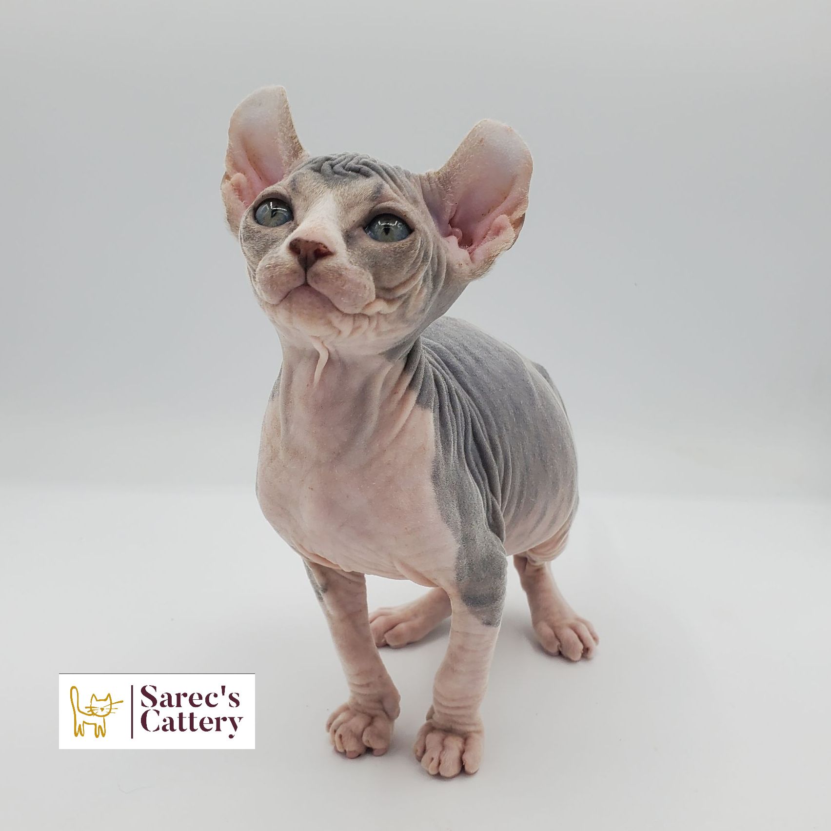 dilute bi-color female Sphynx kitten sitting