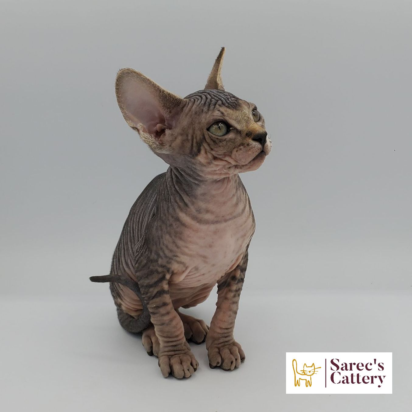 tabby Sphynx kitten sitting