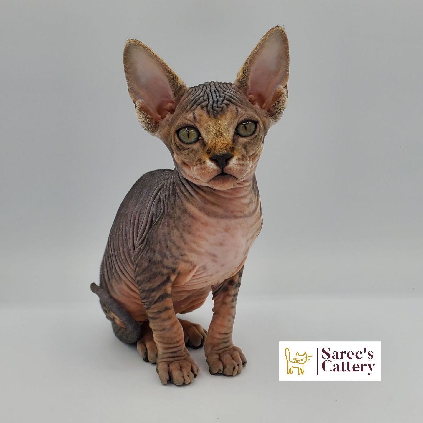 tabby Sphynx kitten sitting looking forward