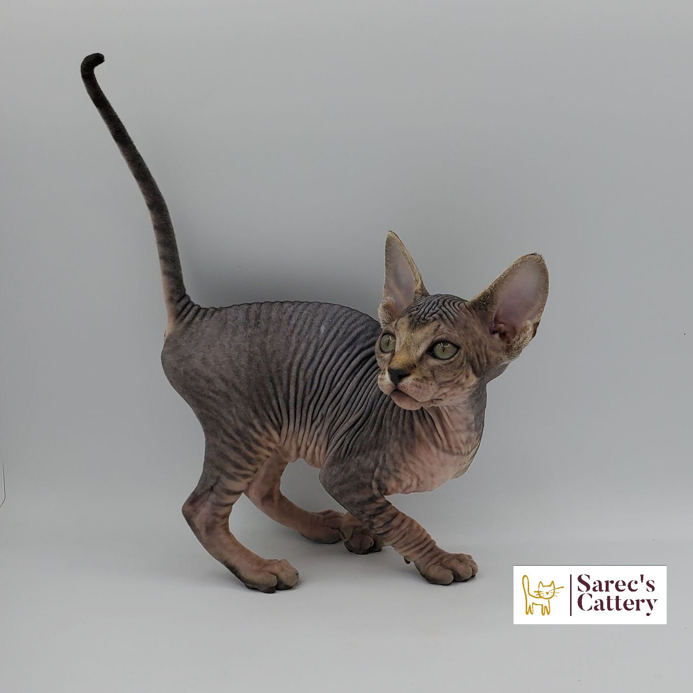 tabby Sphynx kitten crouched