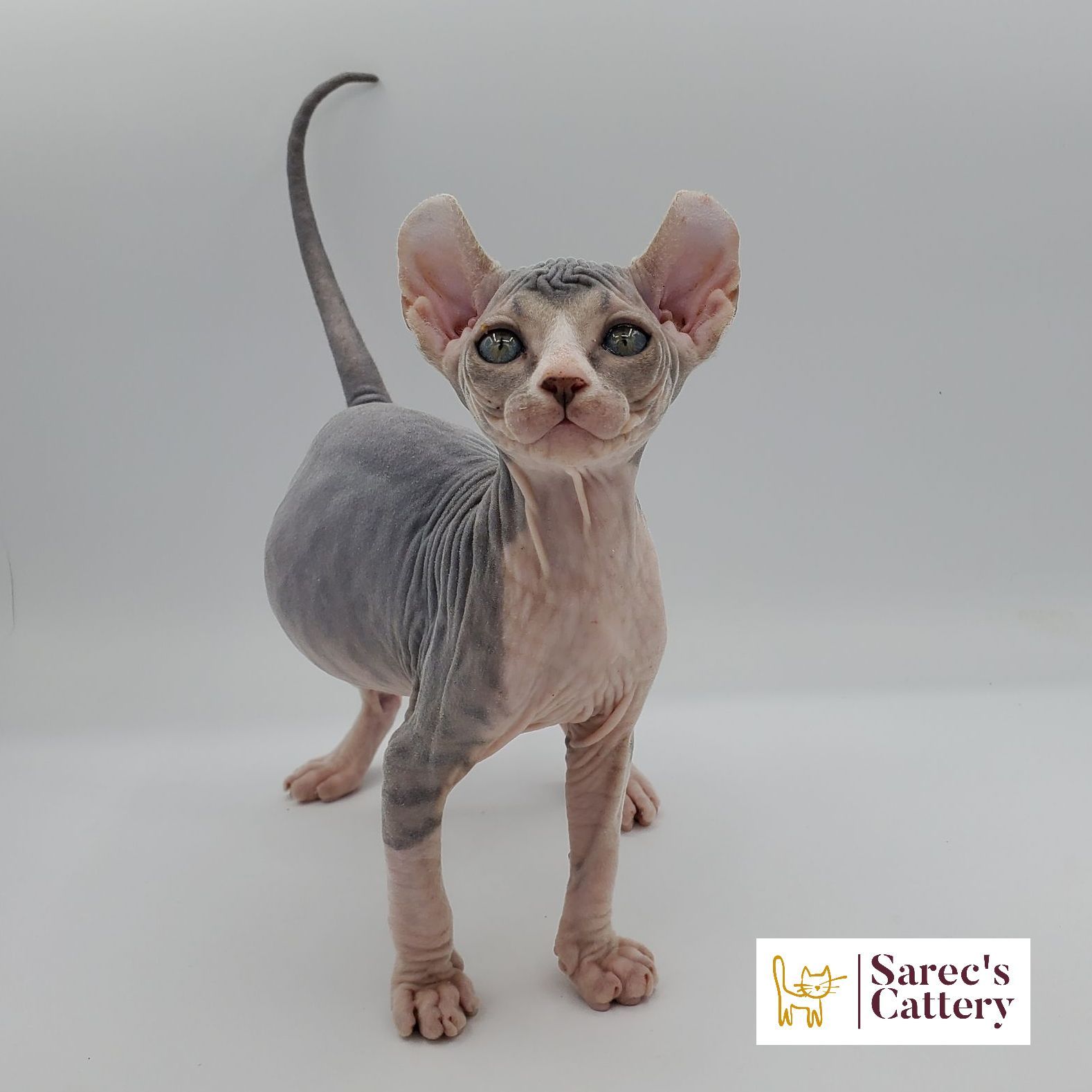 dilute bi-color female Sphynx kitten standing