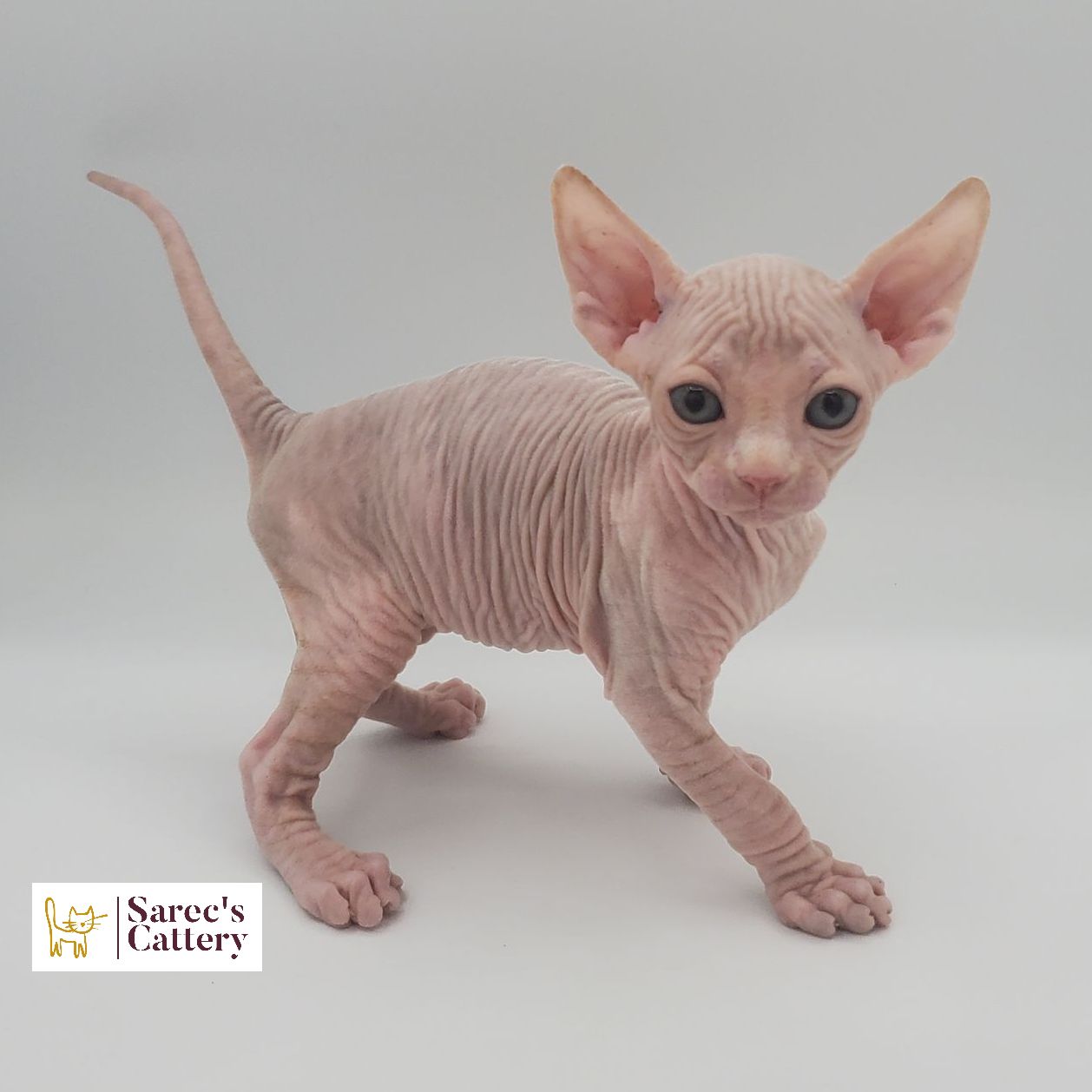 Male pink Sphynx kitten standing