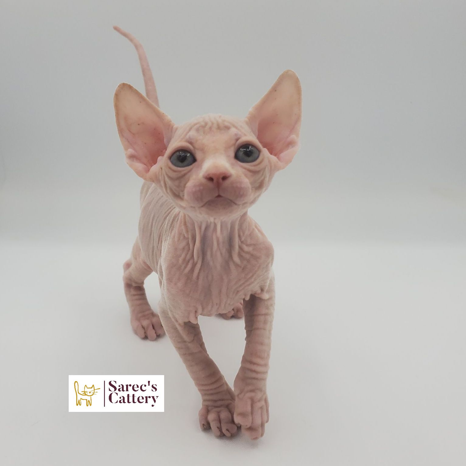 Male cream and white Sphynx kitten up close
