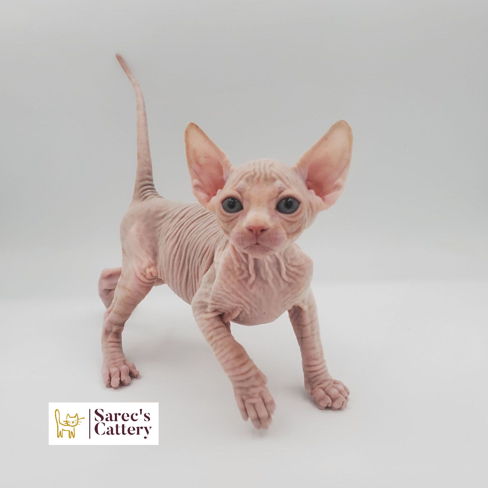 Male cream and white Sphynx kitten leaning forward