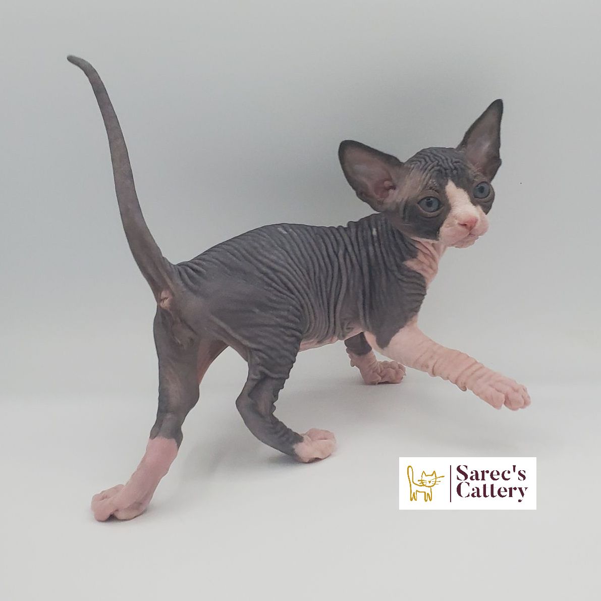 male bi-color Sphynx kitten walking away